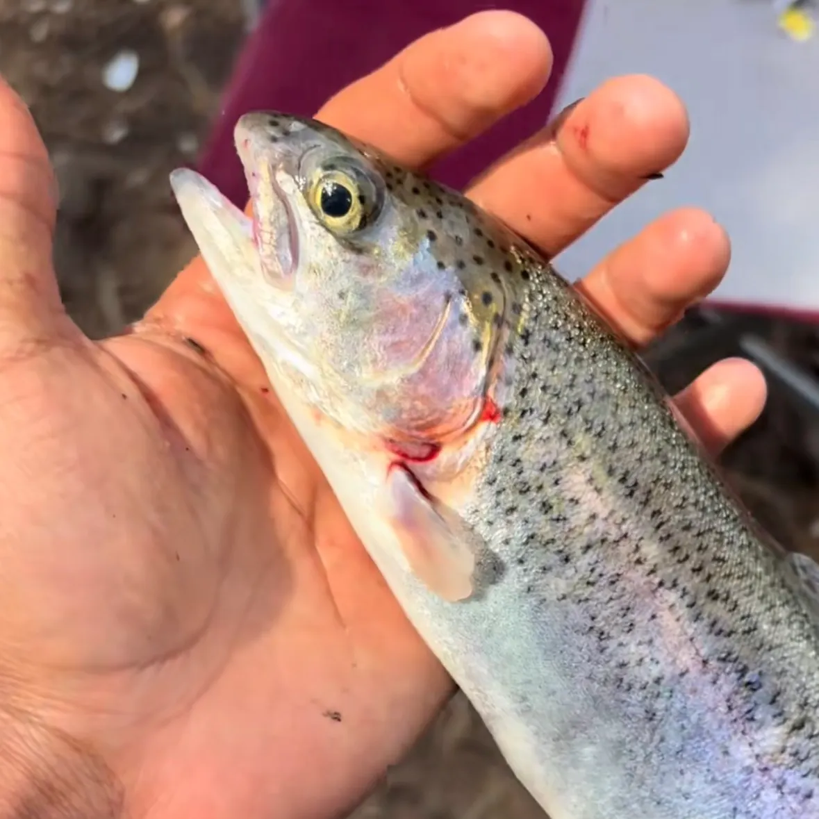 Rainbow trout caught on Fishbrain