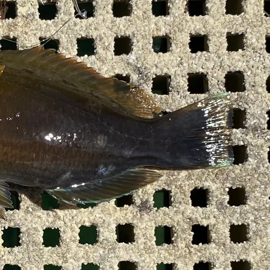 The most recent Baldchin groper catches on Fishbrain