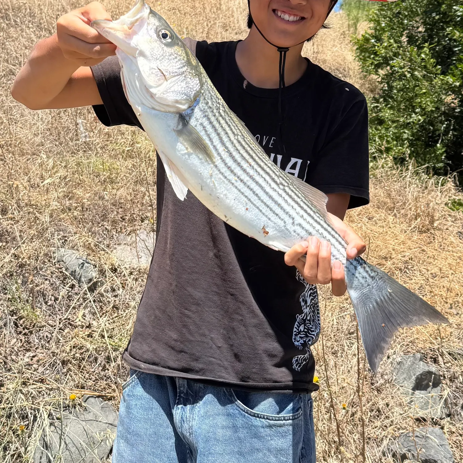 Striped bass caught on Fishbrain