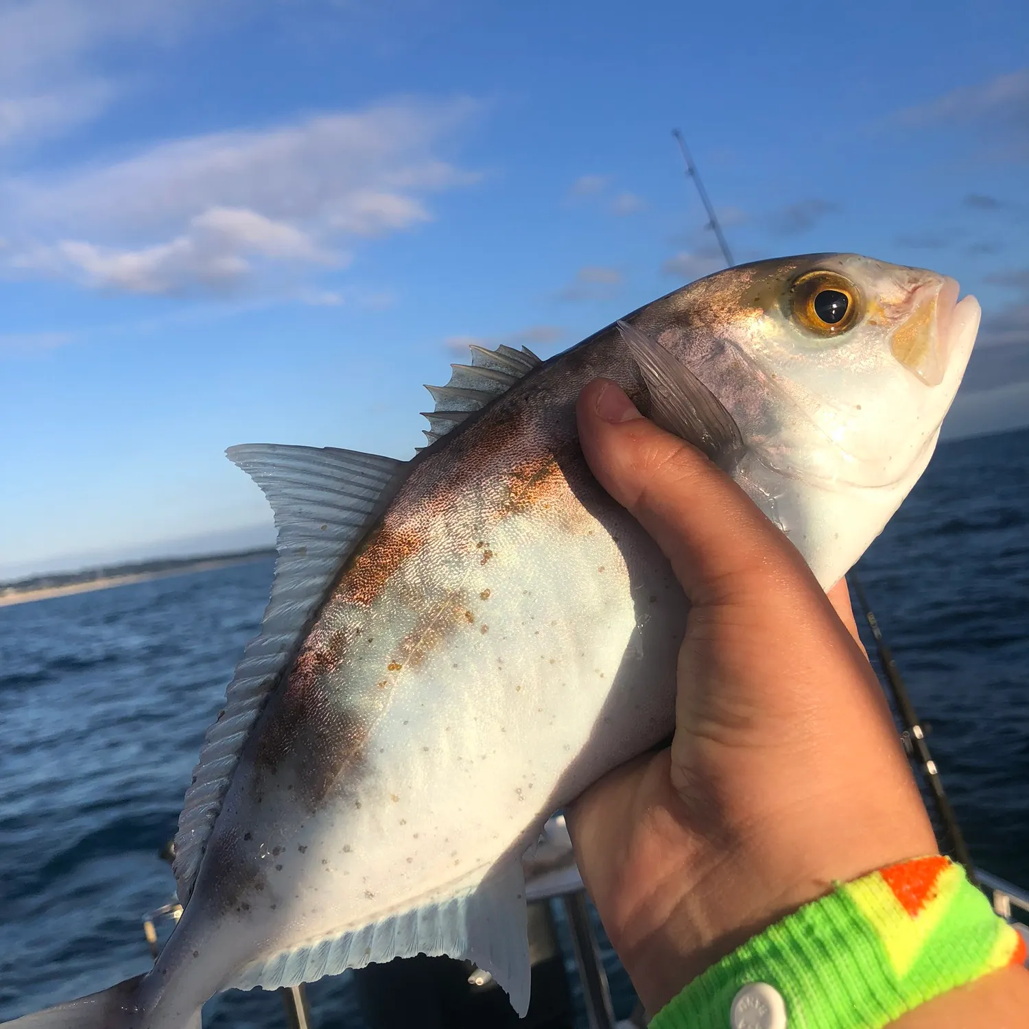 The most recent Samsonfish catches on Fishbrain