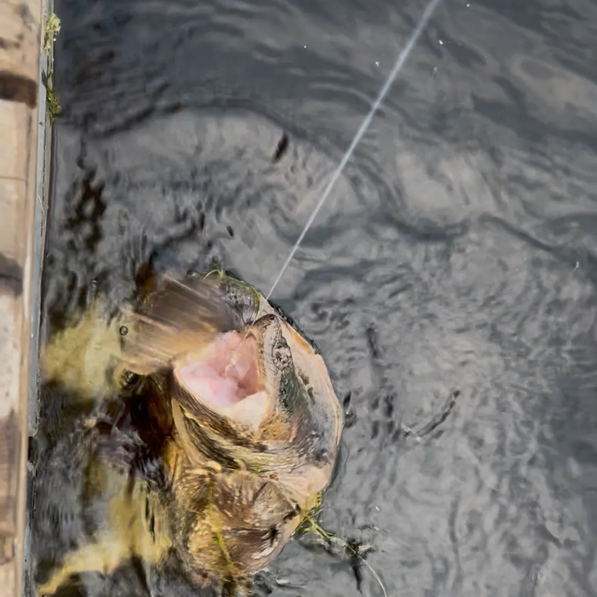 Common snapping turtle caught on Fishbrain