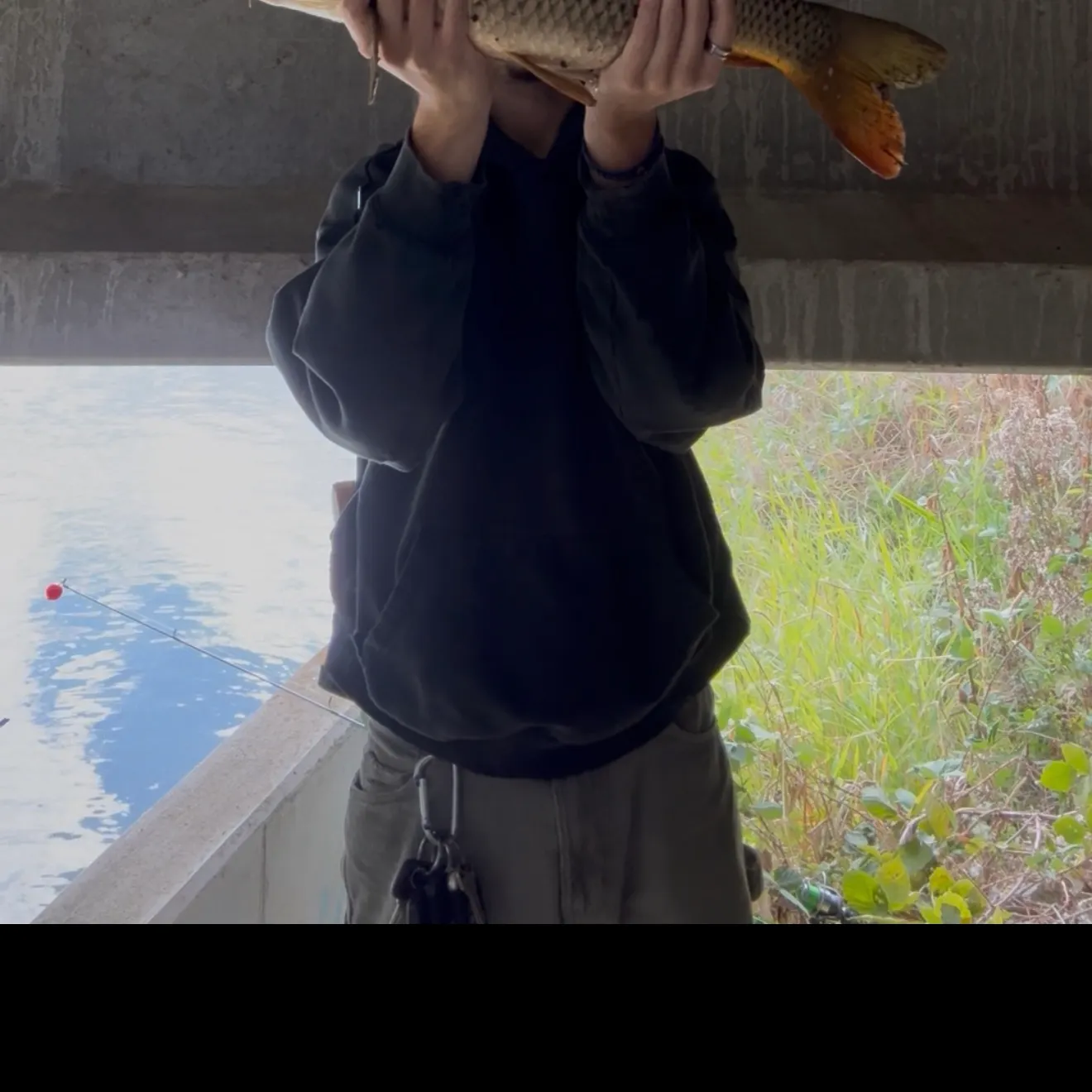 Common carp caught on Fishbrain