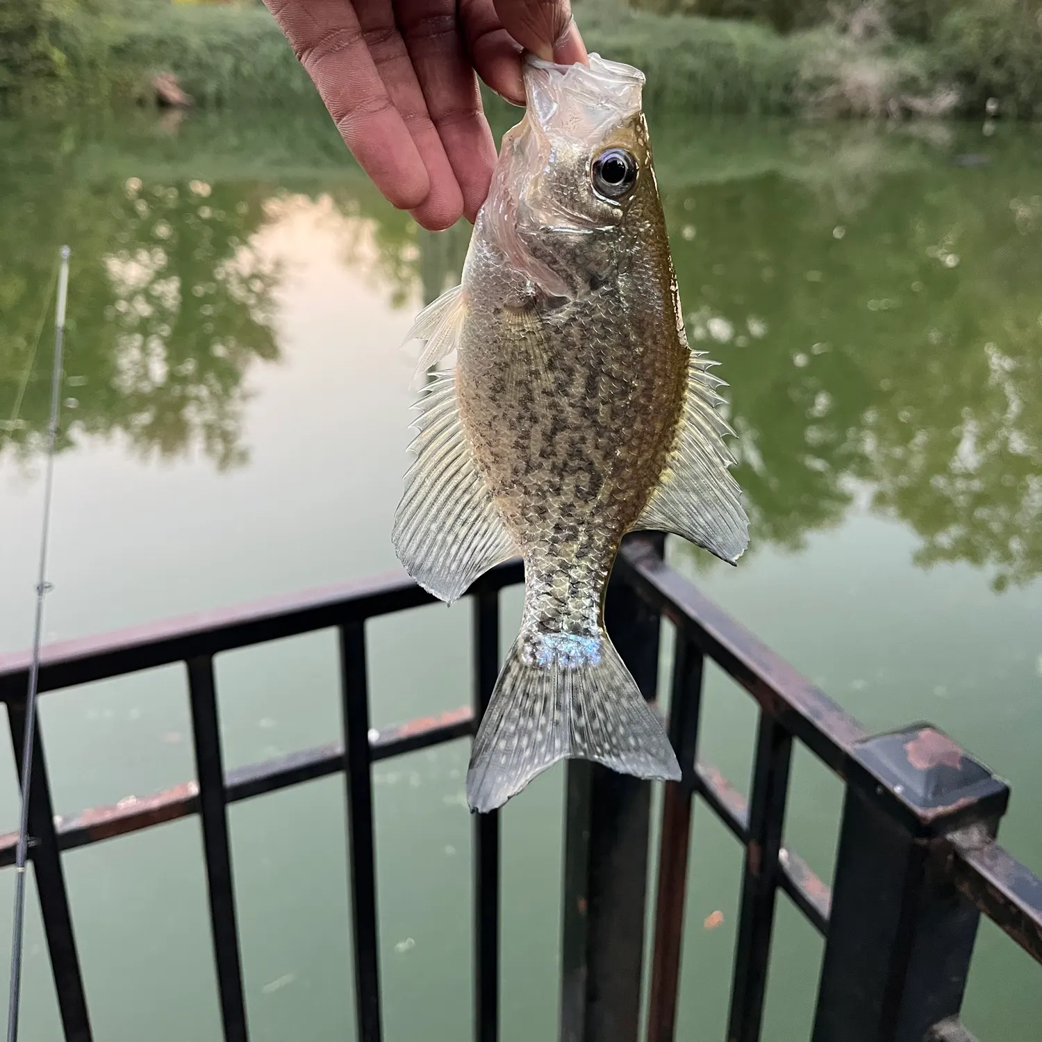 Black crappie caught on Fishbrain