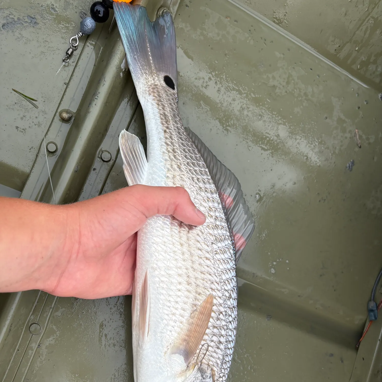 Red drum caught on Fishbrain