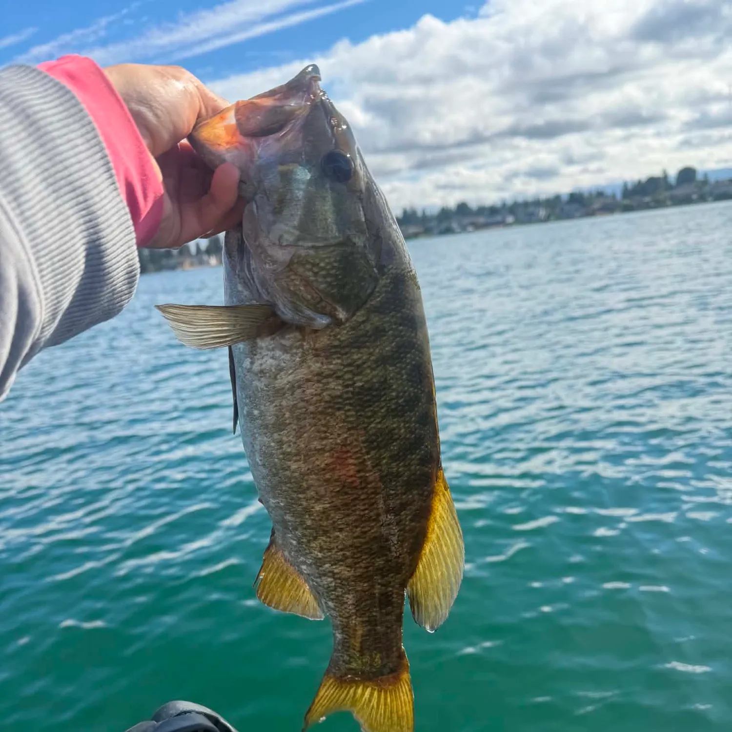 Smallmouth bass caught on Fishbrain