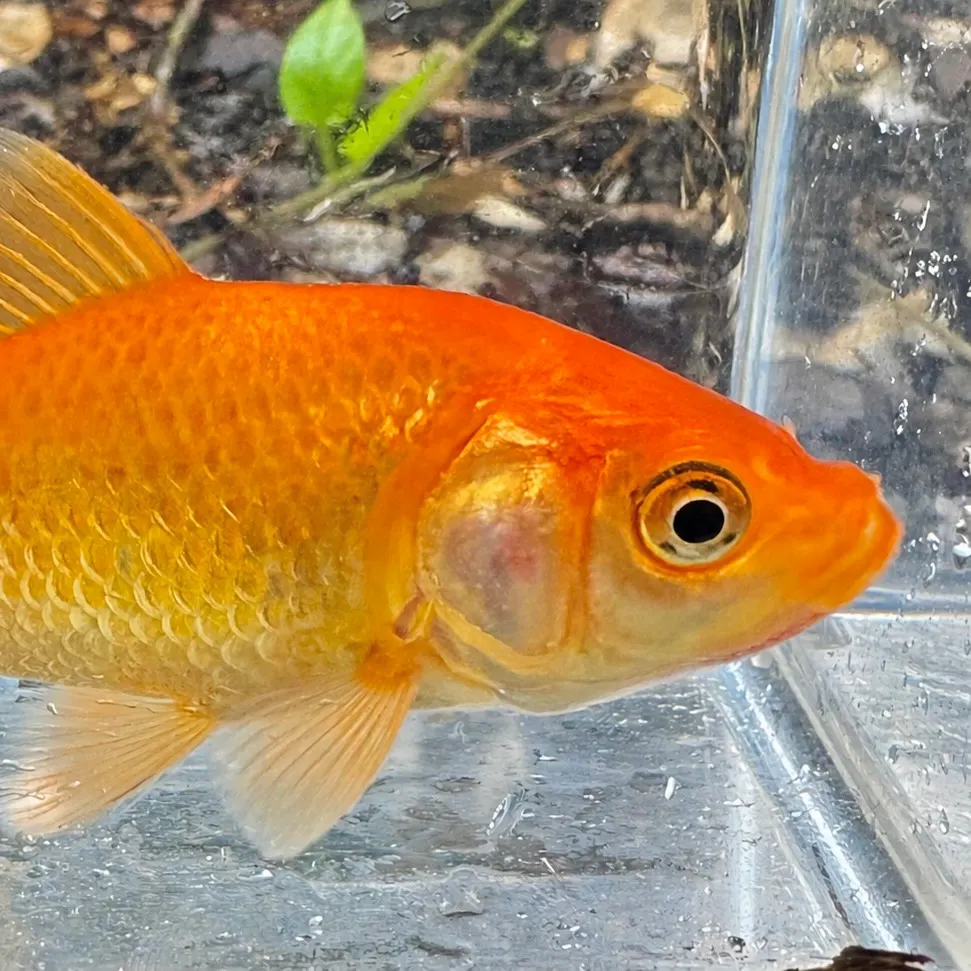 Goldfish caught on Fishbrain