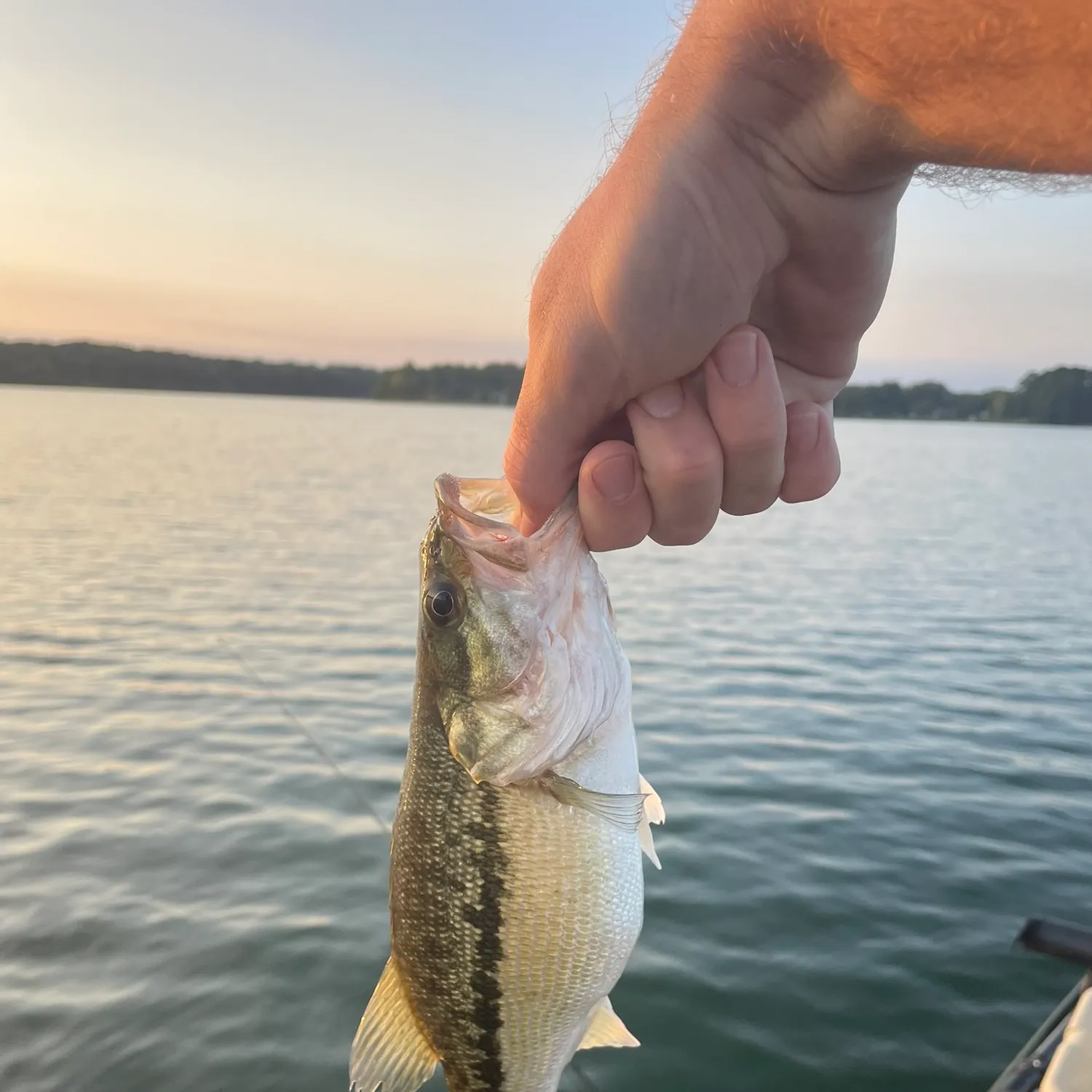 Spotted bass caught on Fishbrain
