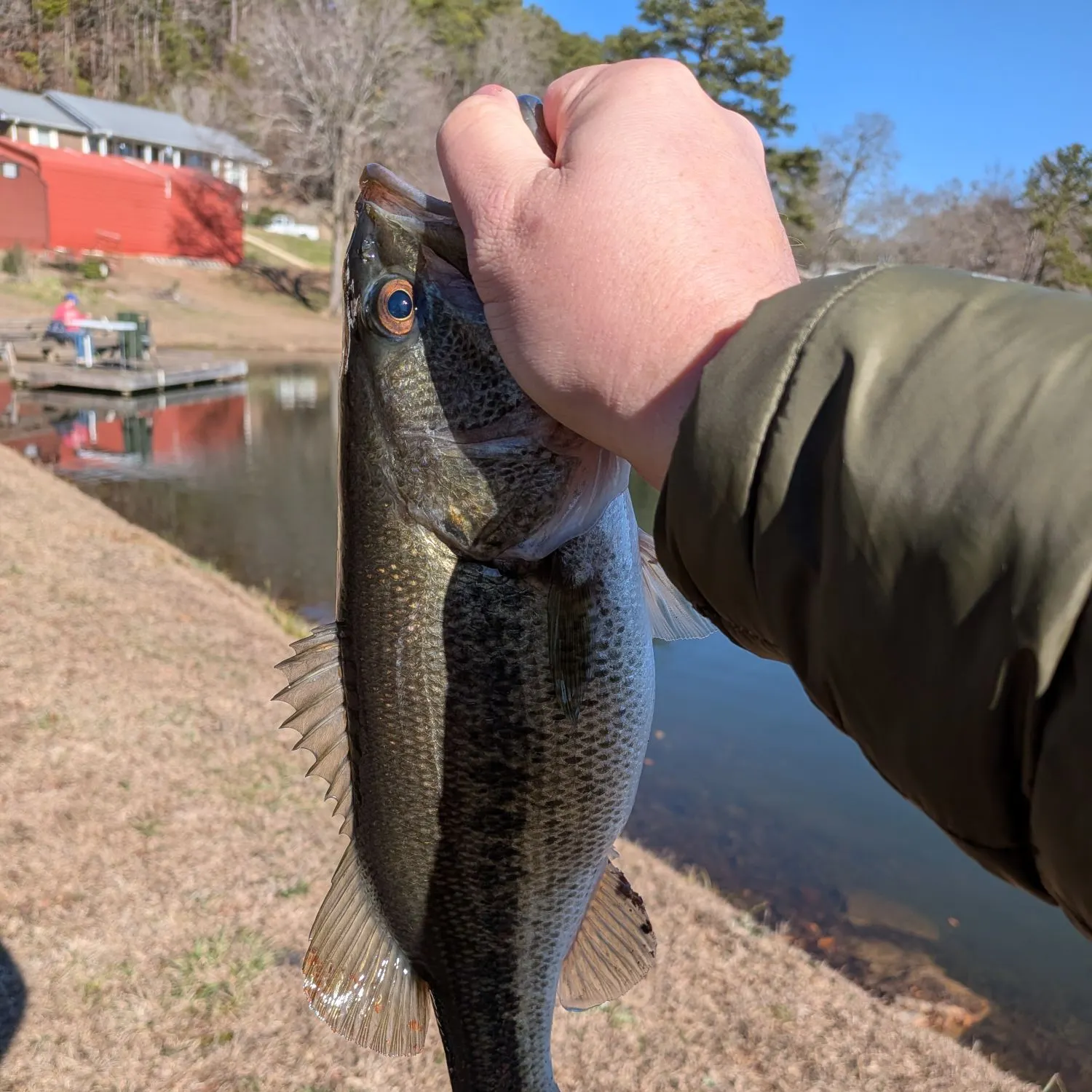 The most recent Spotted bass catches on Fishbrain