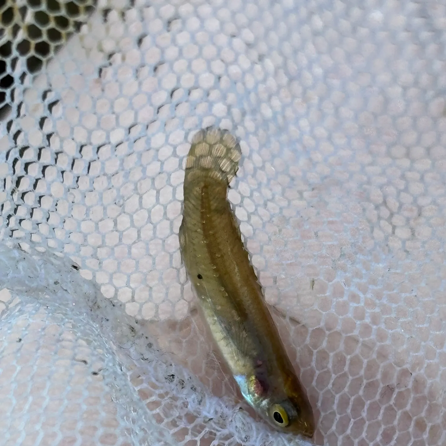 The most recent Golden topminnow catches on Fishbrain