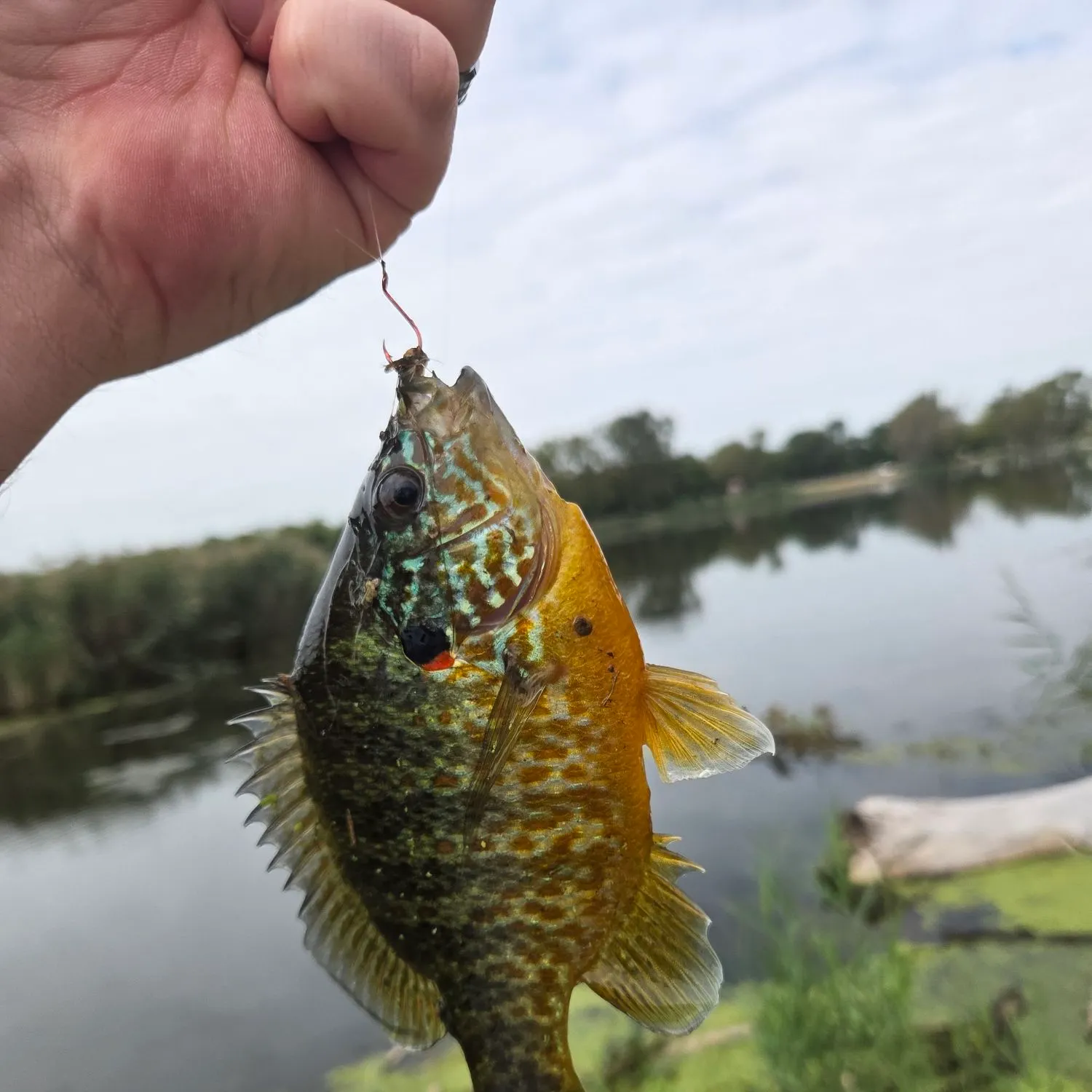 Pumpkinseed caught on Fishbrain