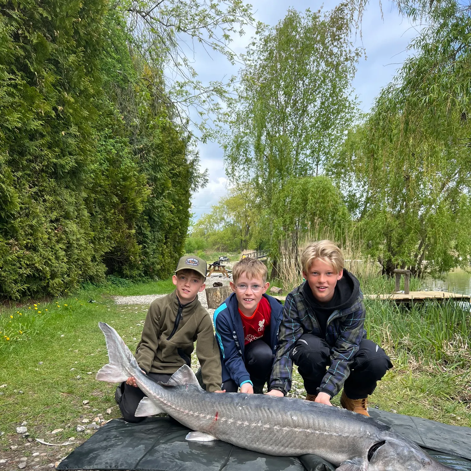 The most recent Beluga sturgeon catches on Fishbrain