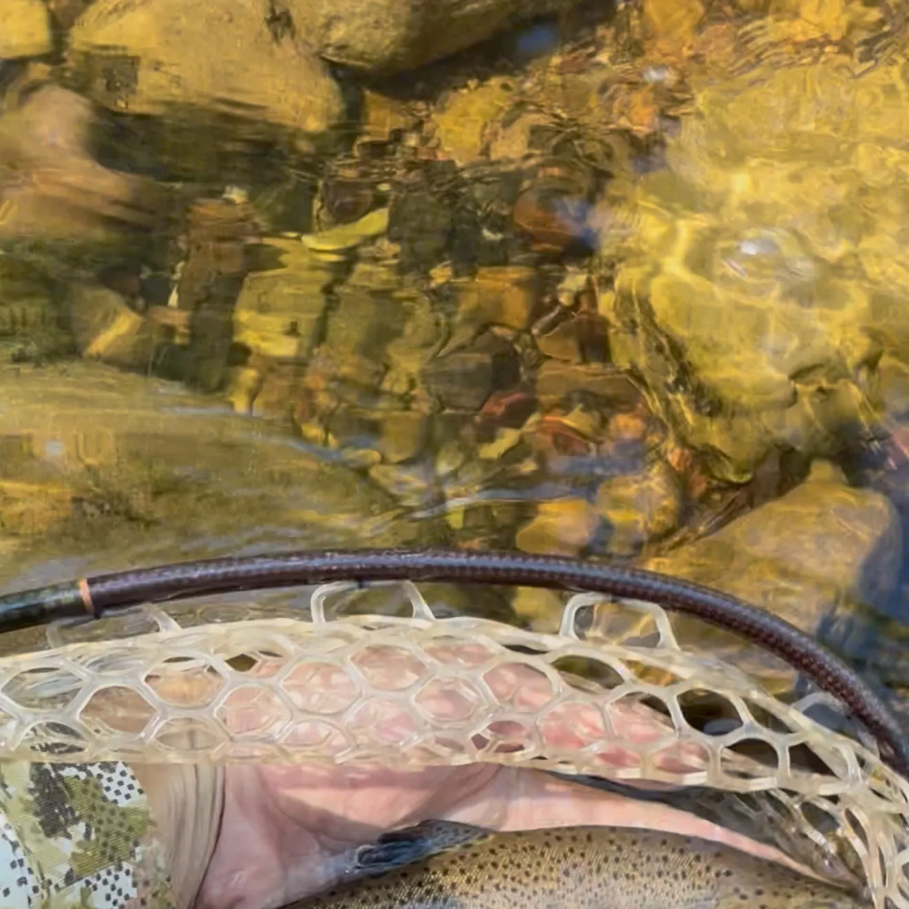 The most recent Gila trout catches on Fishbrain
