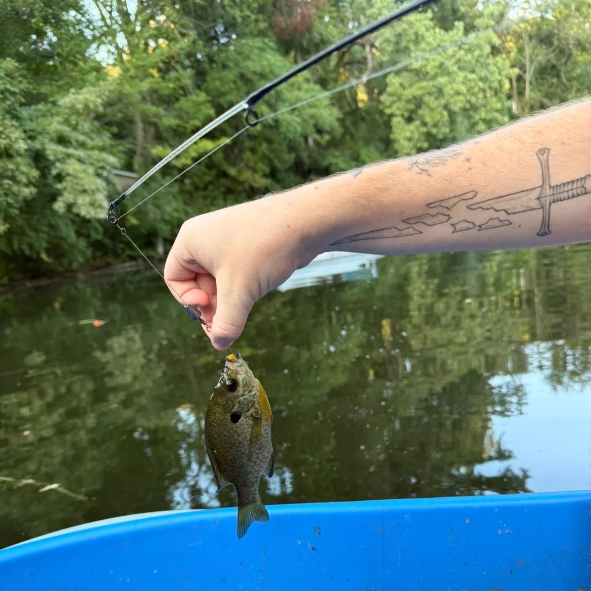Bluegill caught on Fishbrain