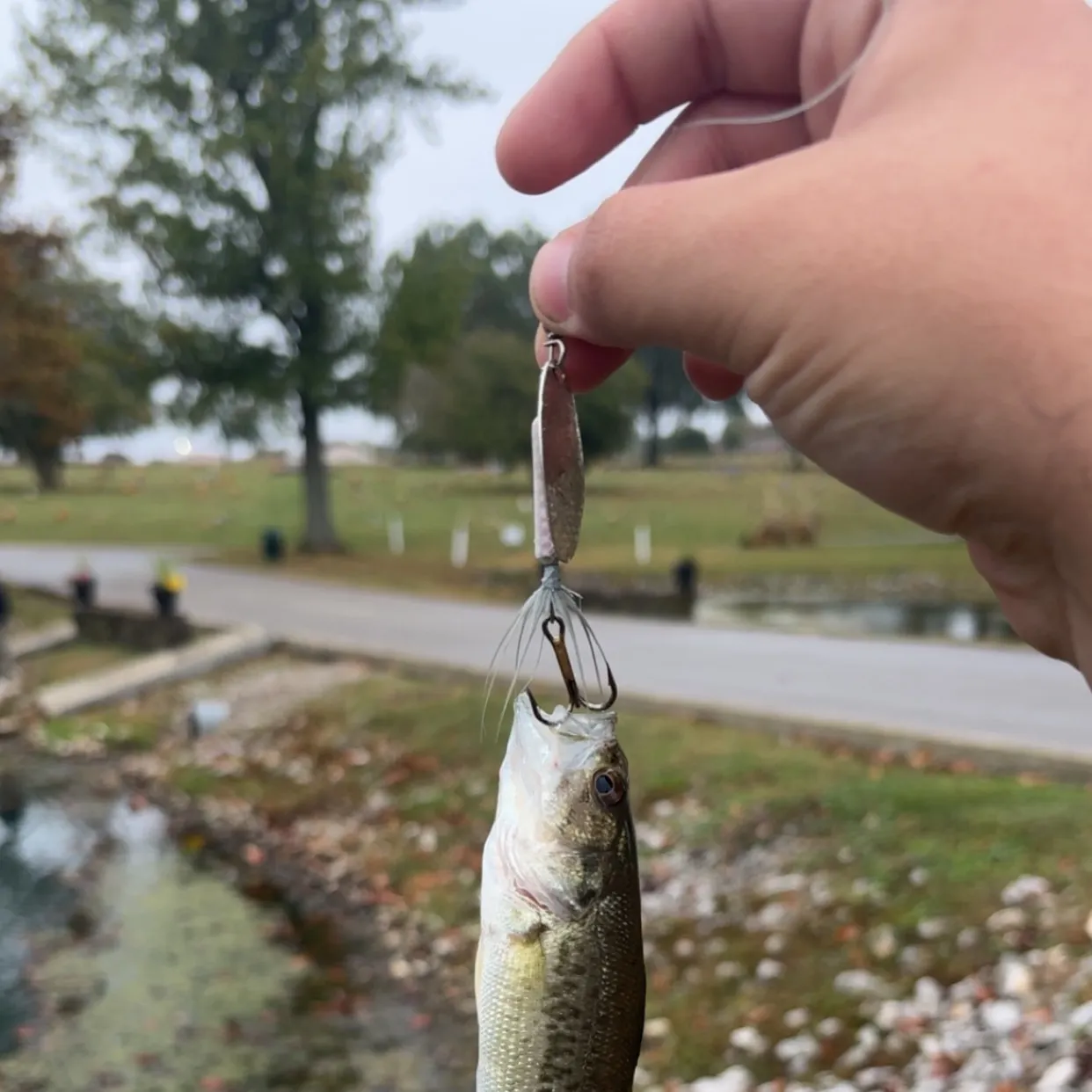 Largemouth bass caught on Fishbrain