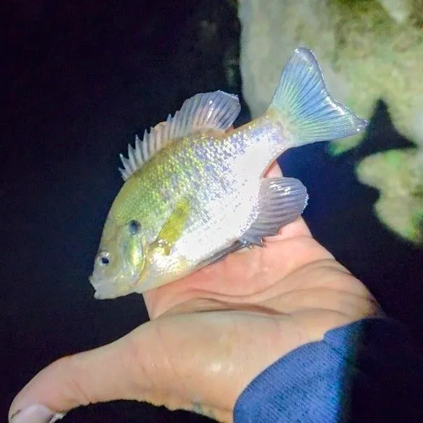 Bluegill caught on Fishbrain