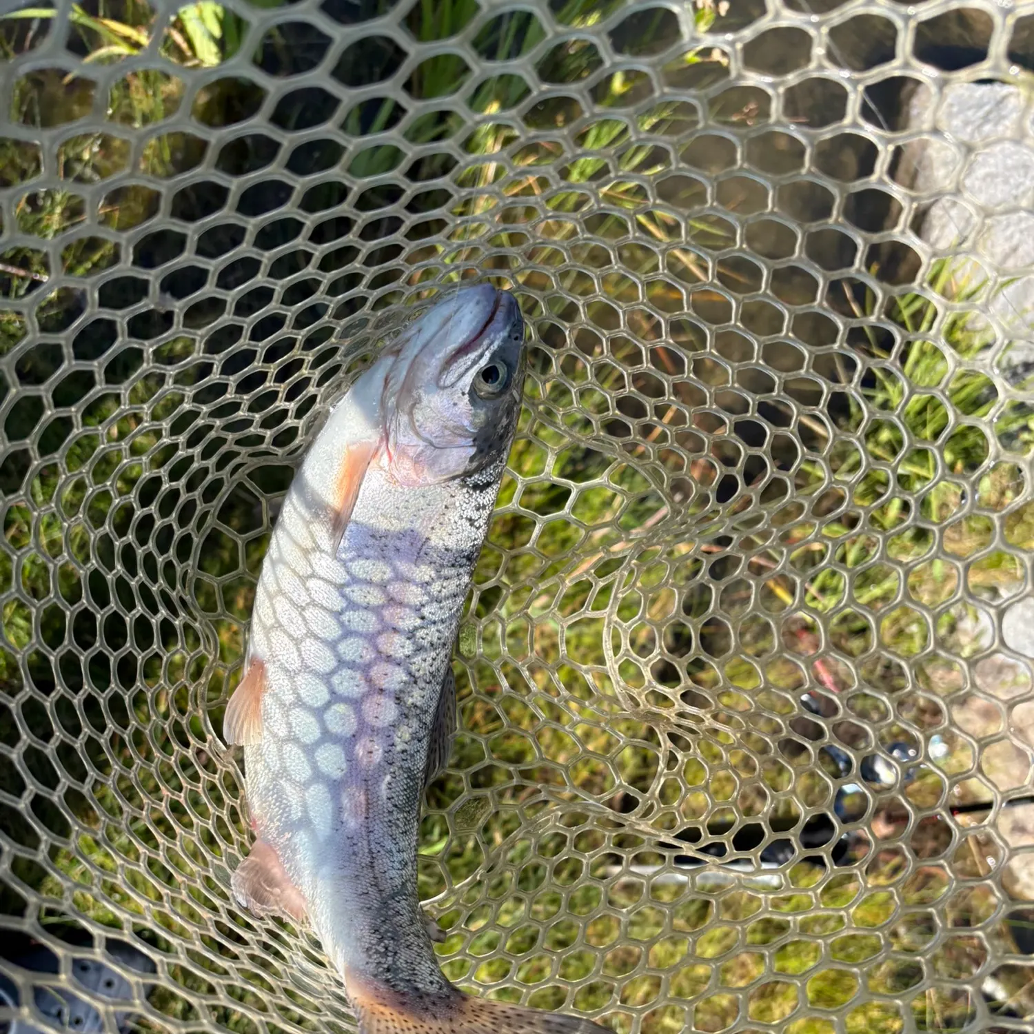 Rainbow trout caught on Fishbrain