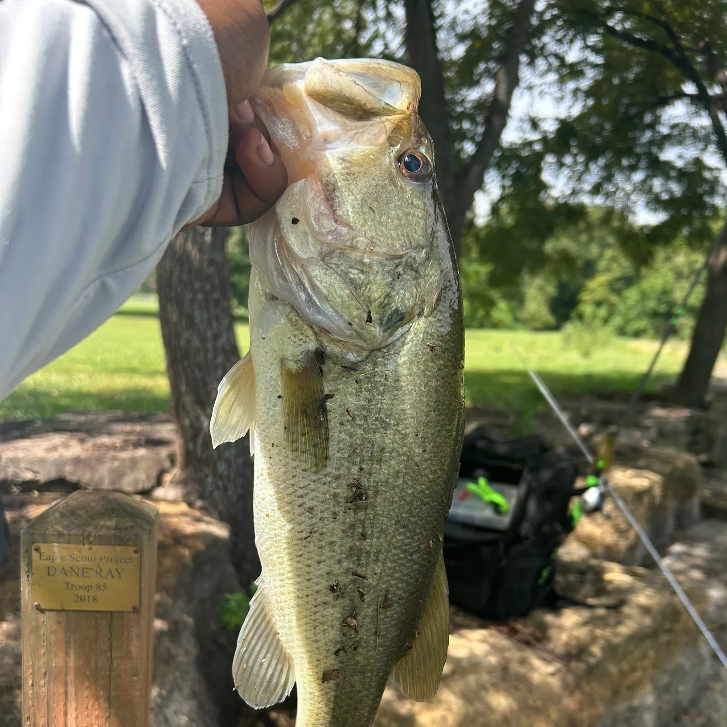 Largemouth bass caught on Fishbrain