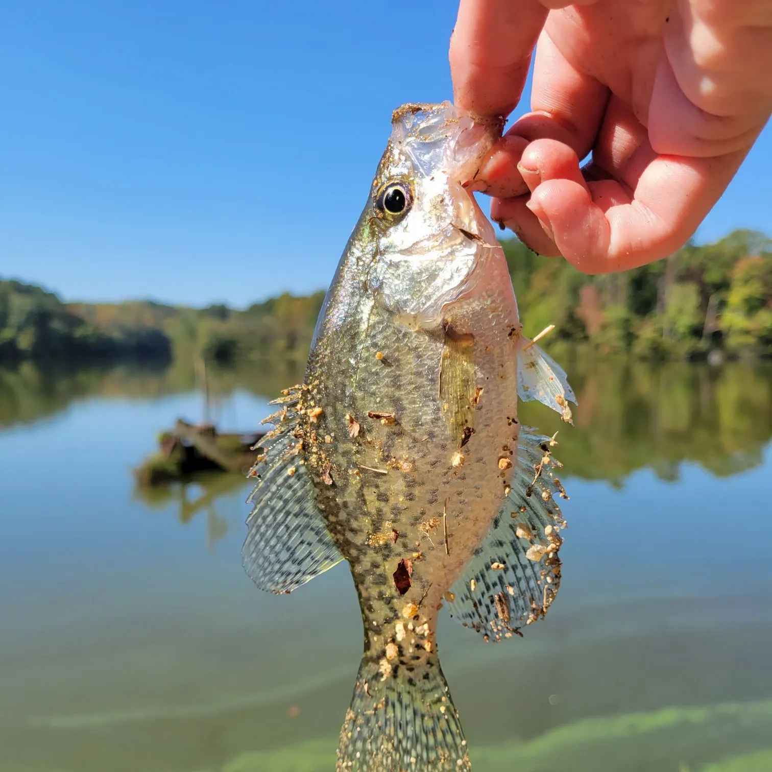 Black crappie caught on Fishbrain