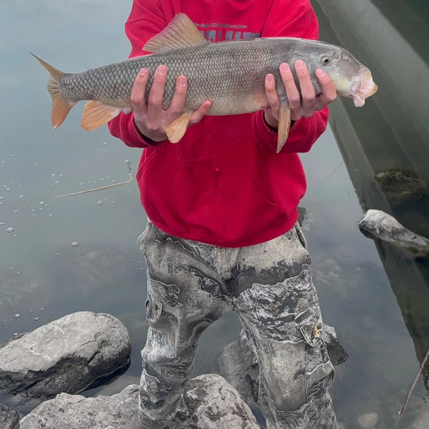 The most recent Utah sucker catches on Fishbrain