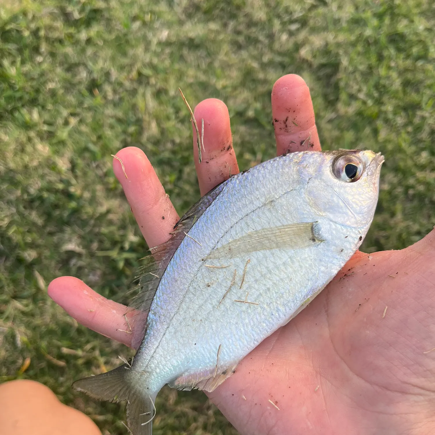 The most recent Silver jenny catches on Fishbrain