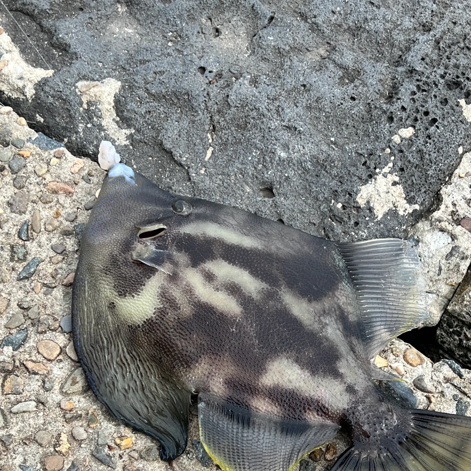 The most recent Fan-bellied leatherjacket catches on Fishbrain