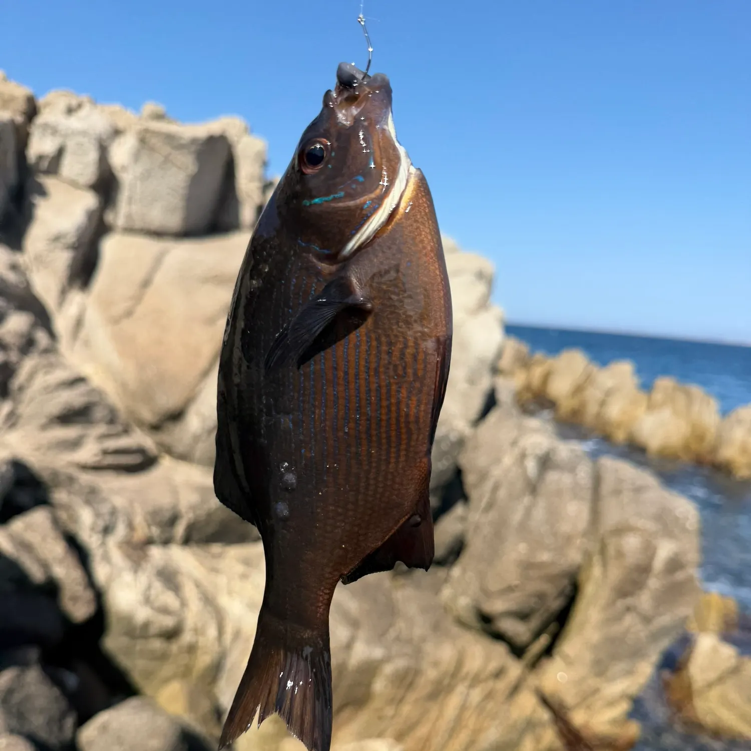 Striped seaperch caught on Fishbrain