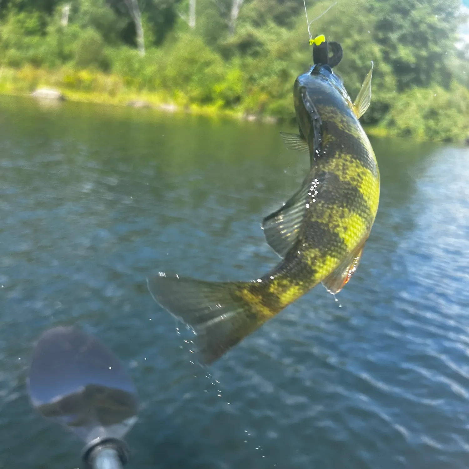 Yellow perch caught on Fishbrain