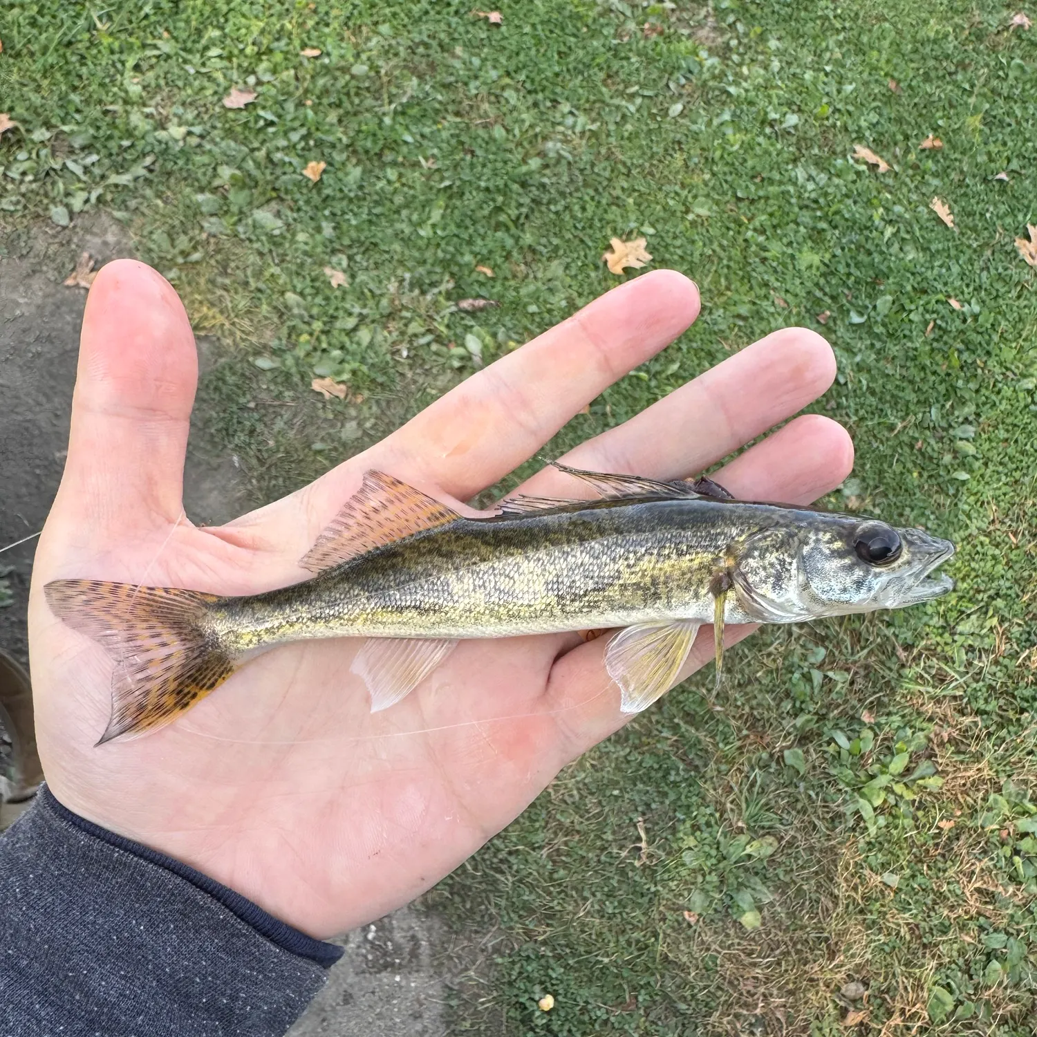 The most recent Saugeye catches on Fishbrain