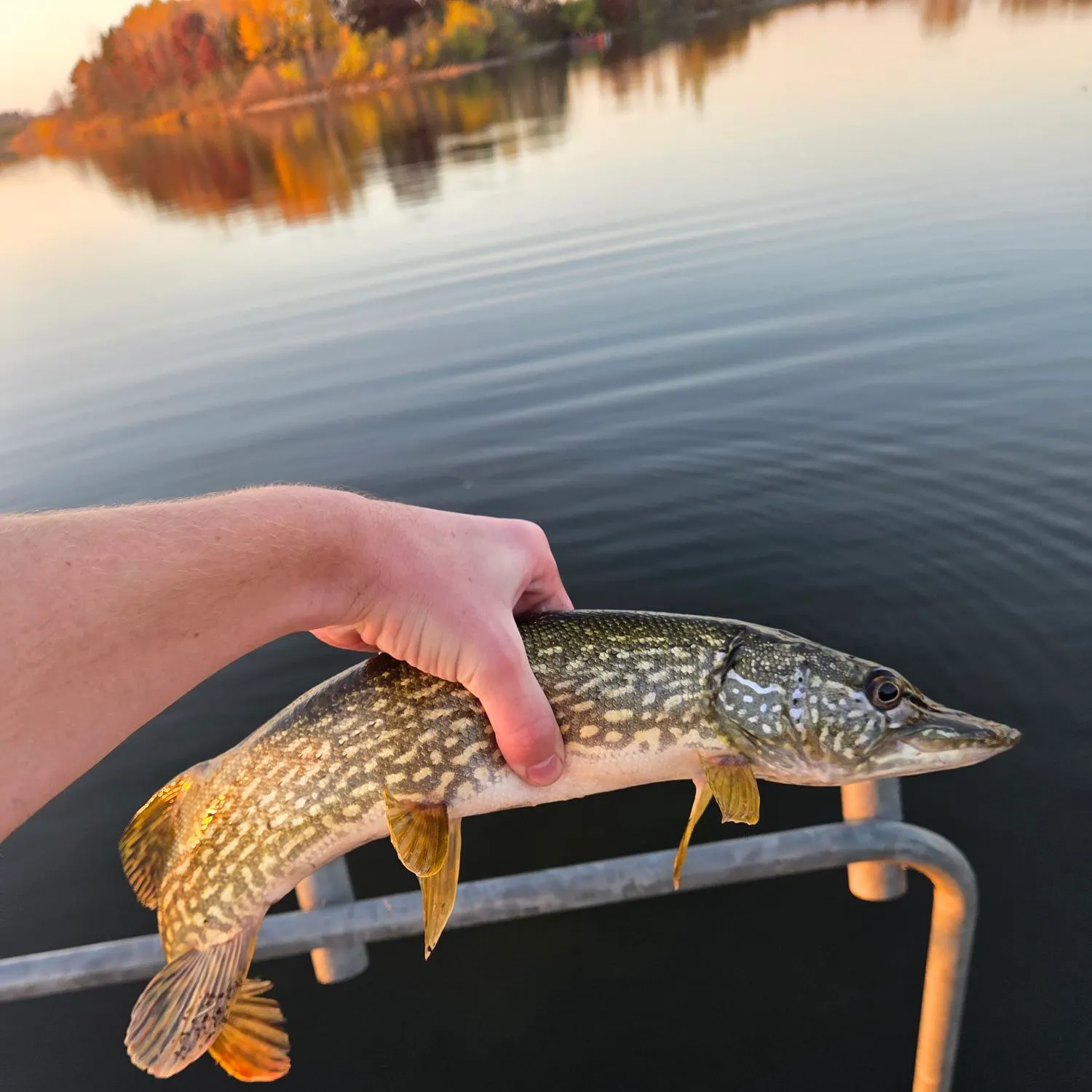 Northern pike caught on Fishbrain