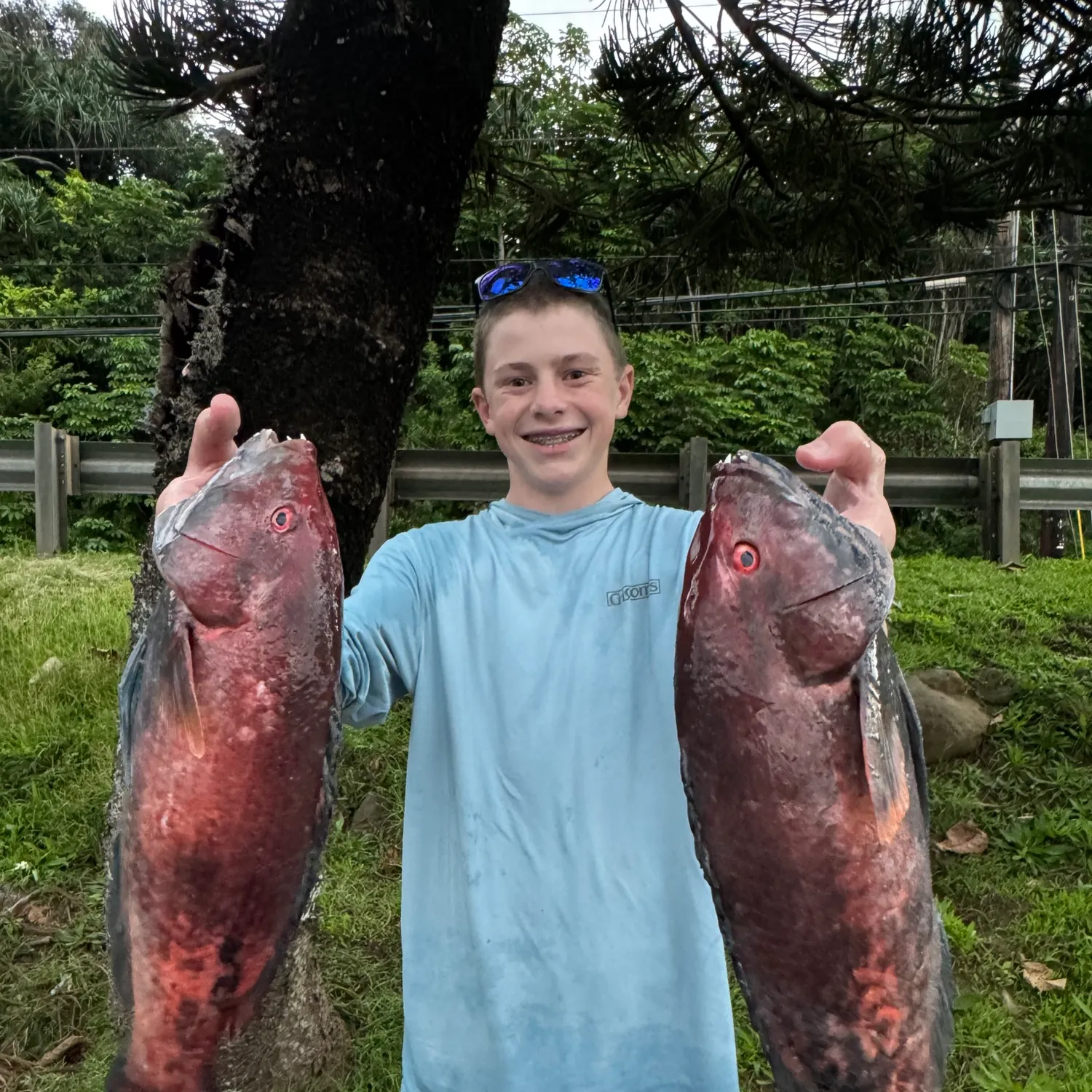 The most recent Hogfish catches on Fishbrain