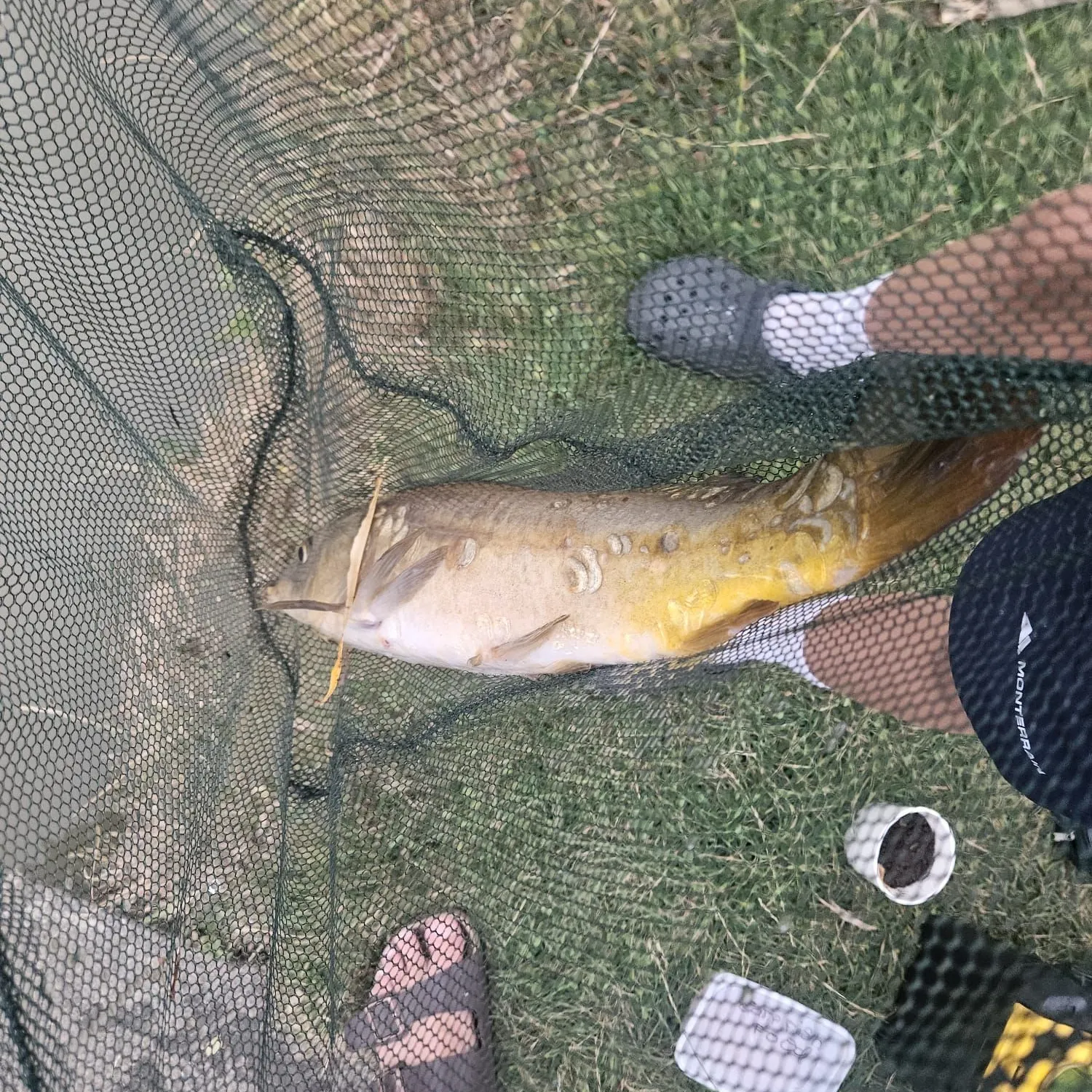 Common carp caught on Fishbrain