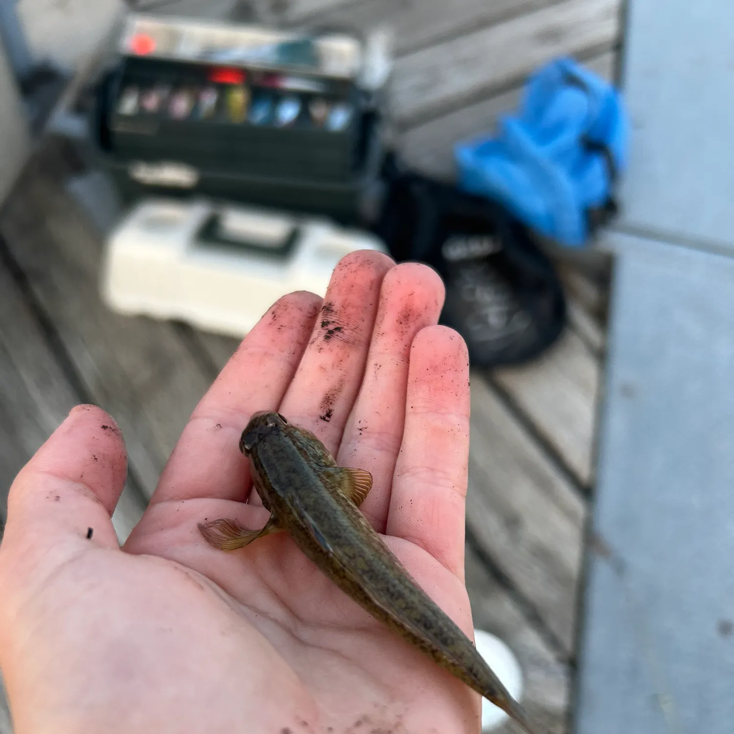 Round goby caught on Fishbrain