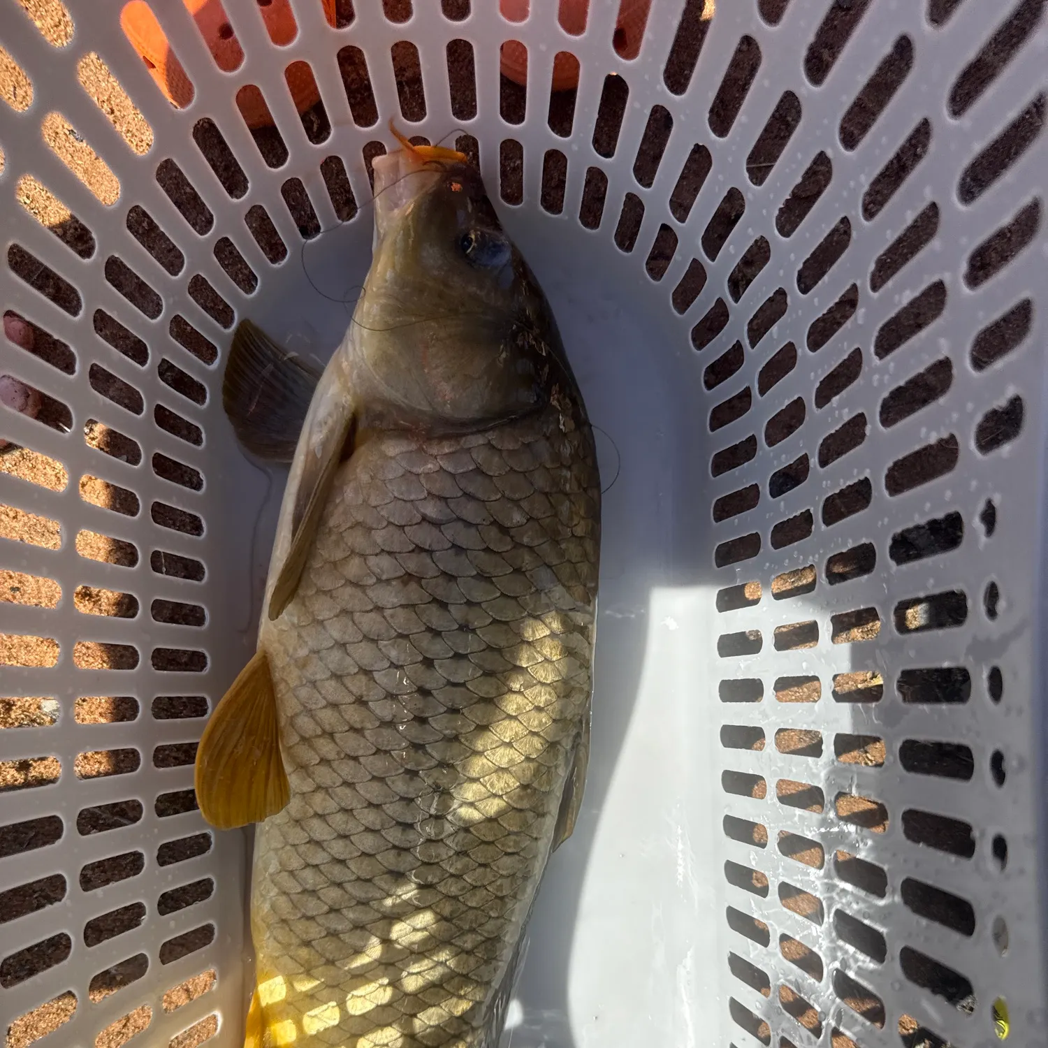 Common carp caught on Fishbrain