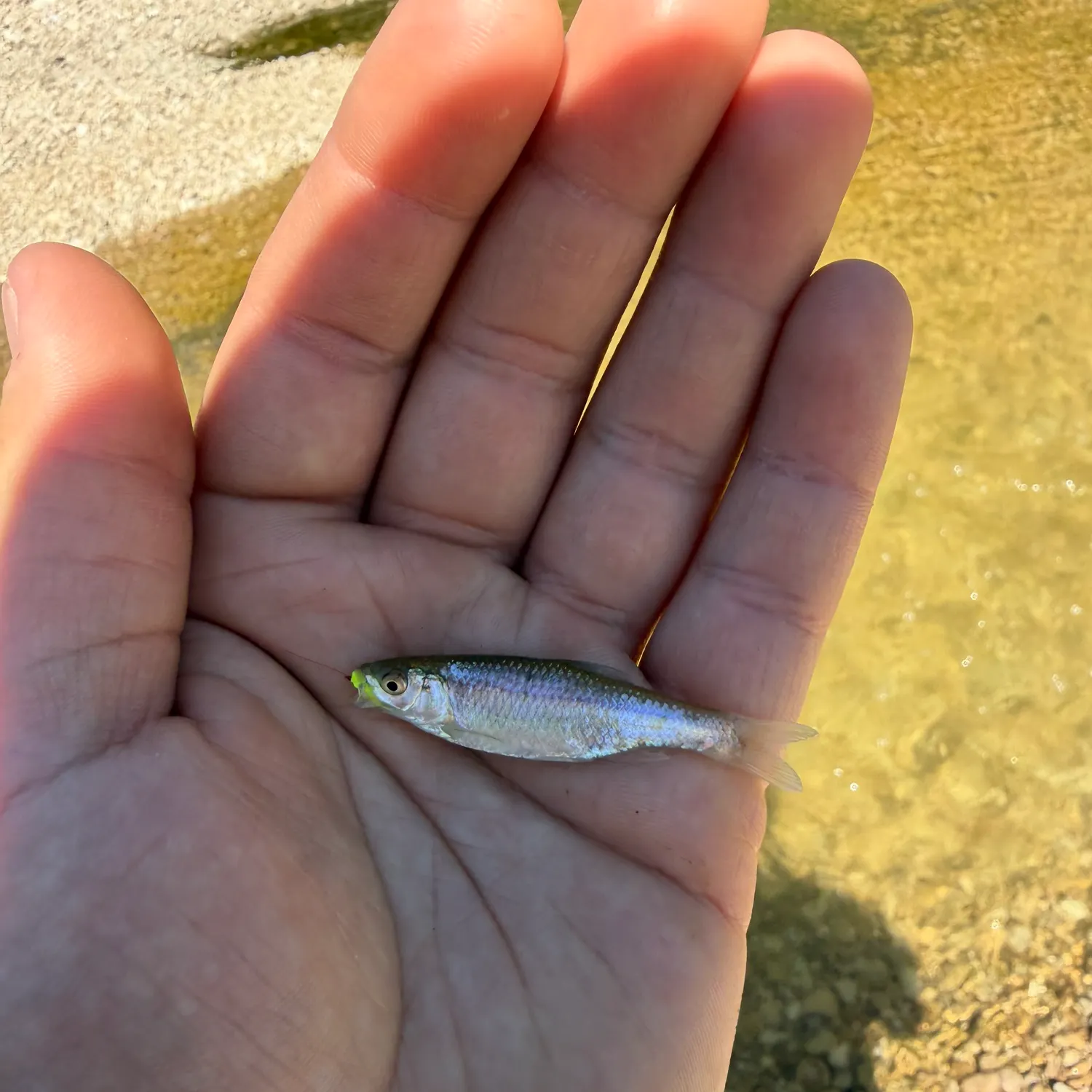 The most recent Red shiner catches on Fishbrain