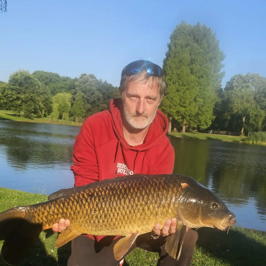 Common carp caught on Fishbrain