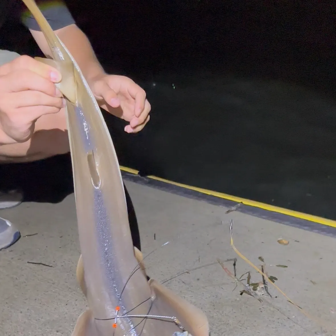 The most recent Atlantic shovelnose guitarfish catches on Fishbrain