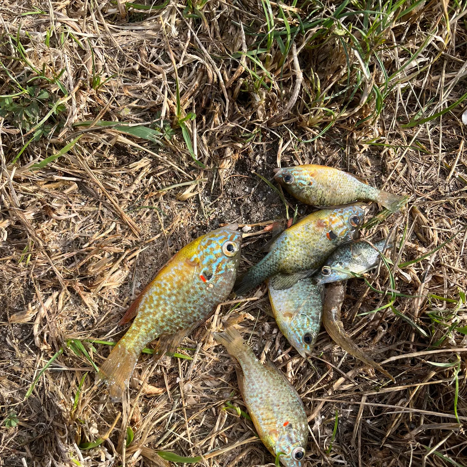 Pumpkinseed caught on Fishbrain