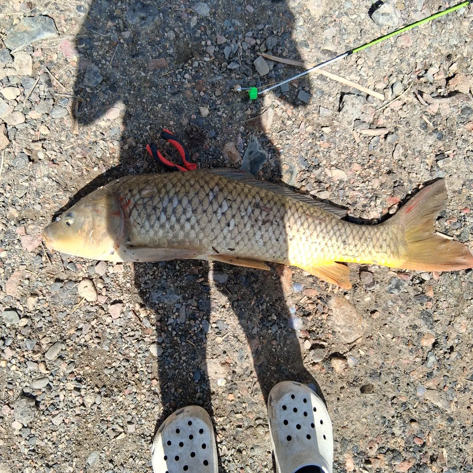 Common carp caught on Fishbrain