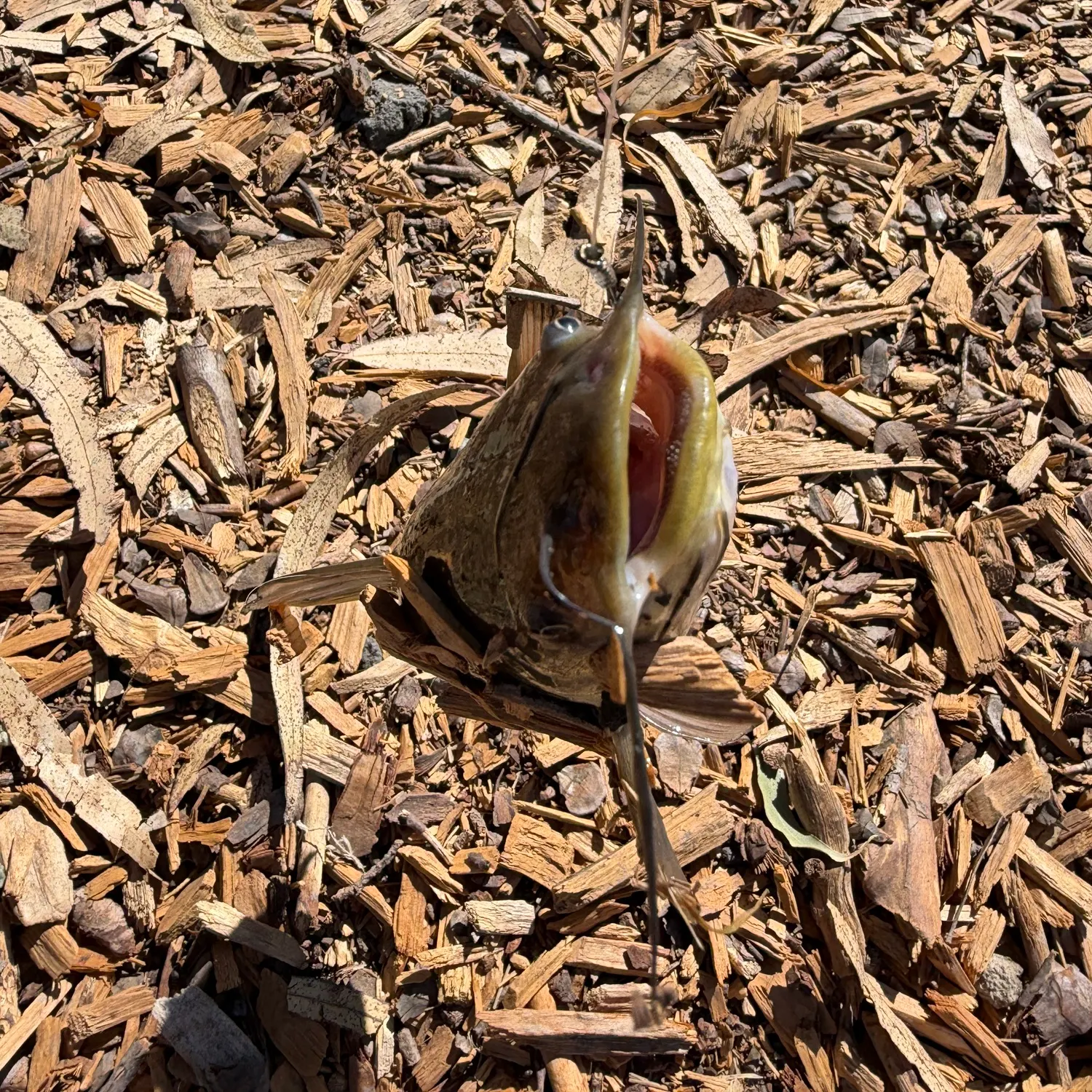 Yellow bullhead caught on Fishbrain