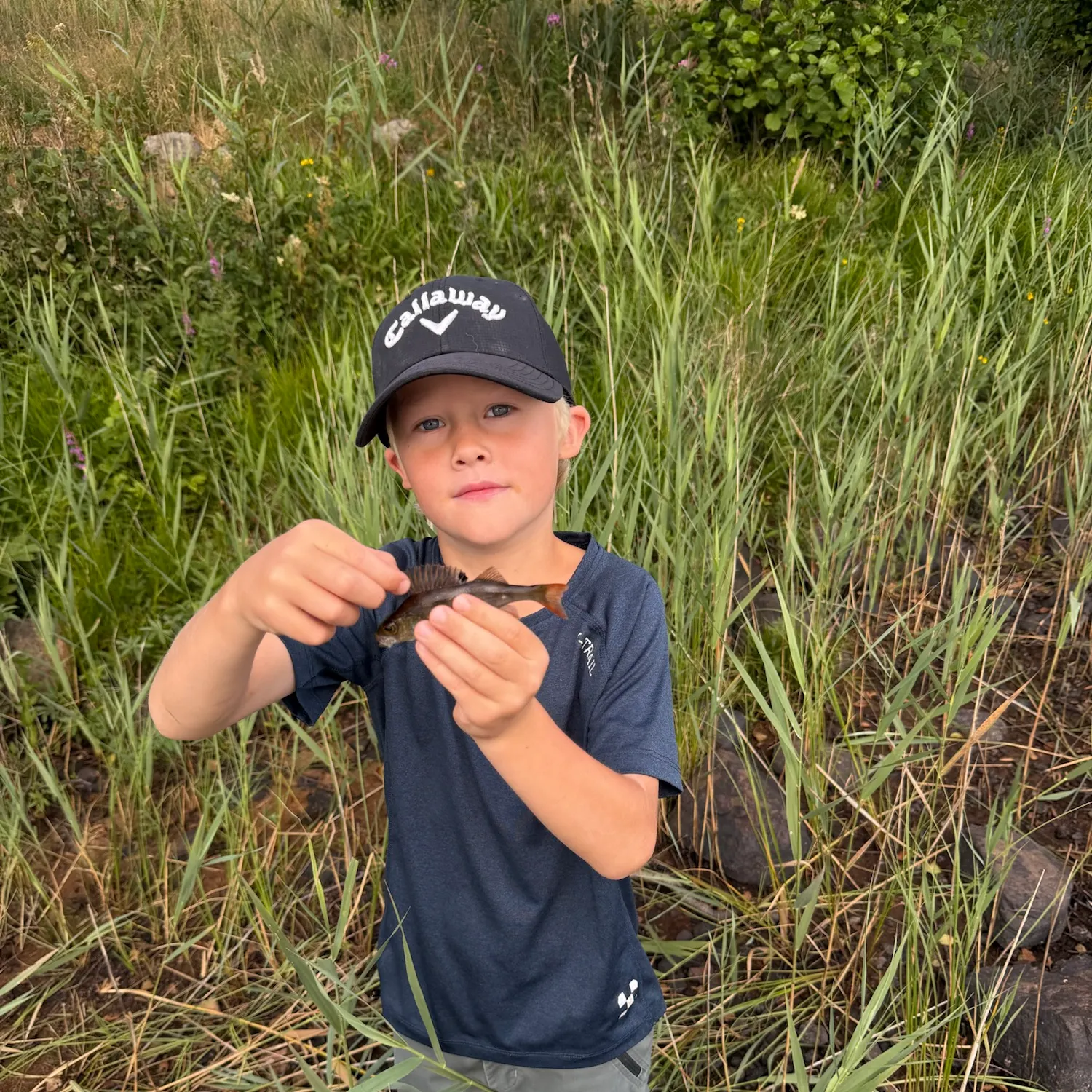 European perch caught on Fishbrain