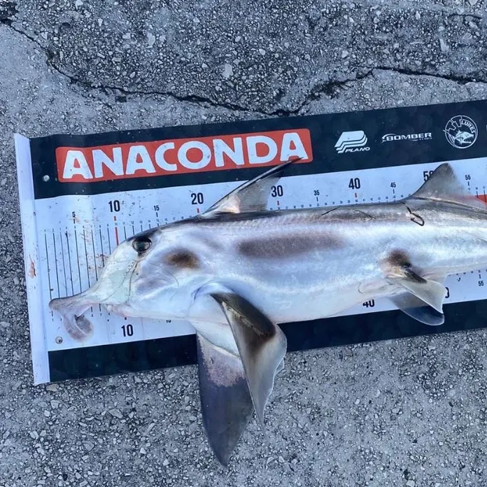 The most recent Cape elephantfish catches on Fishbrain