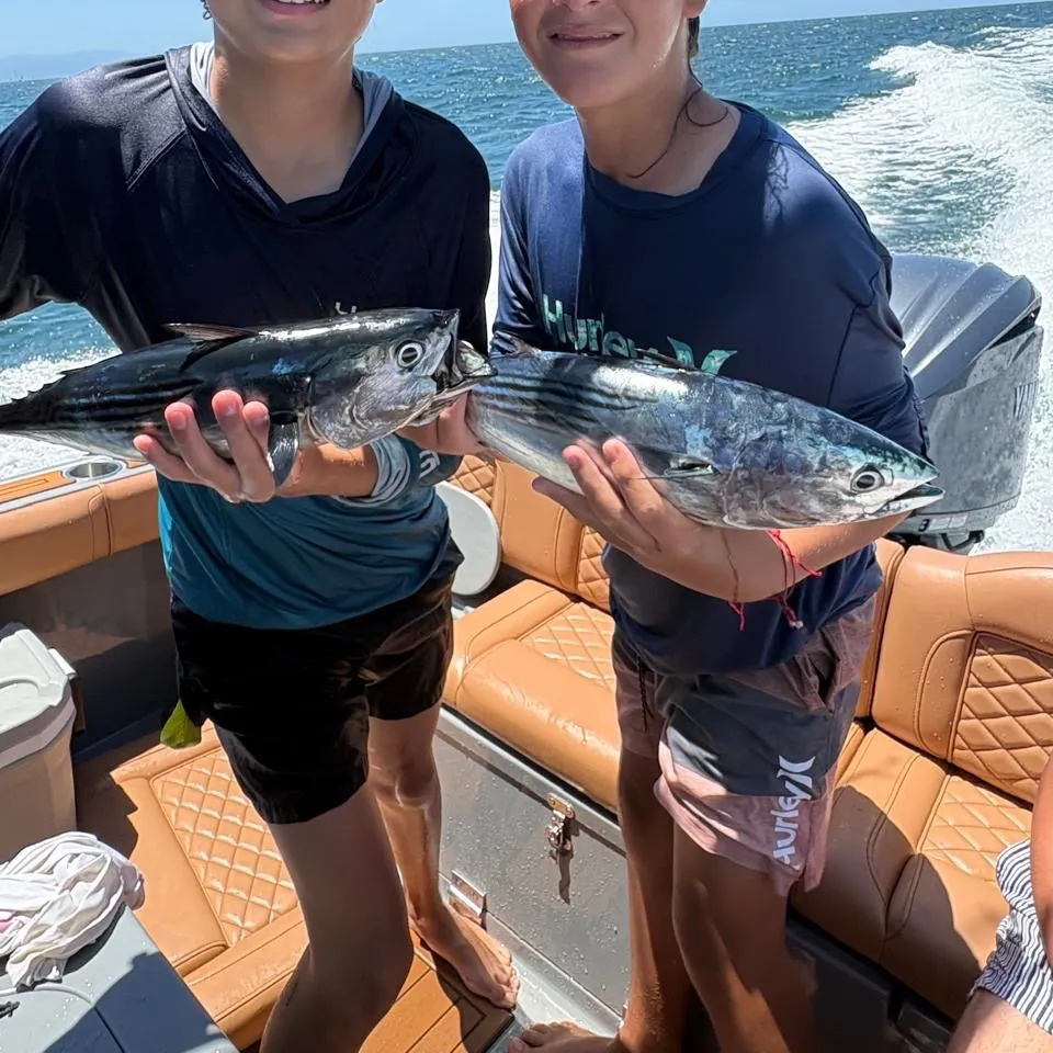 Pacific bonito caught on Fishbrain