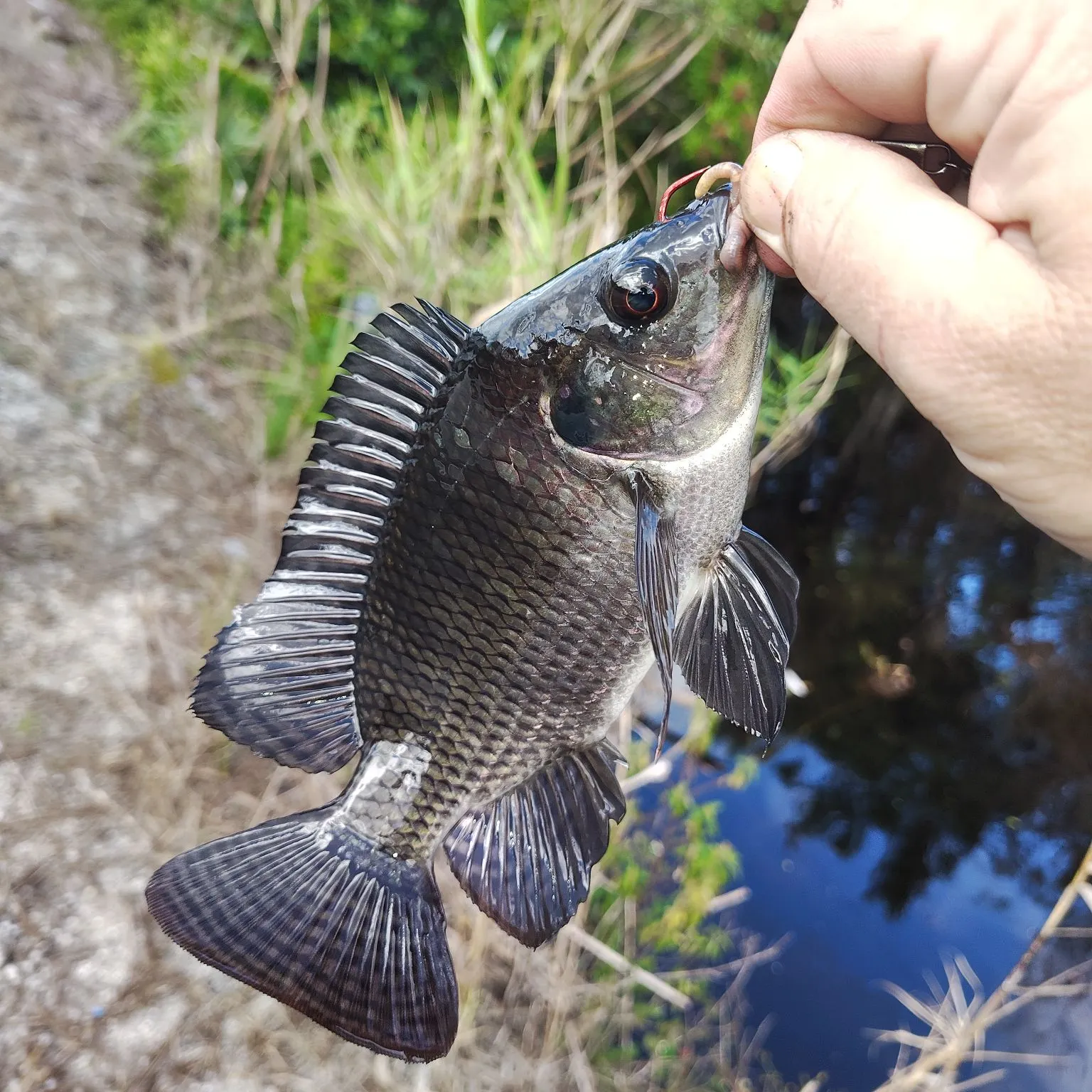 The most recent Spotted tilapia catches on Fishbrain