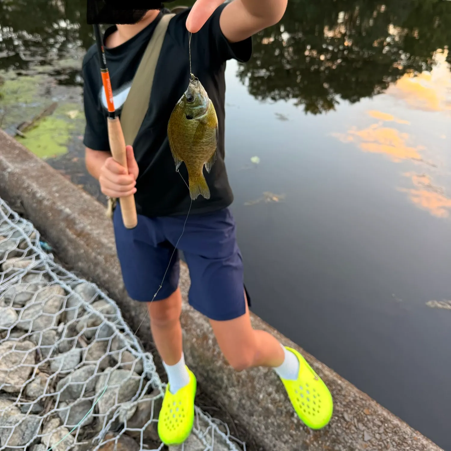 Bluegill caught on Fishbrain