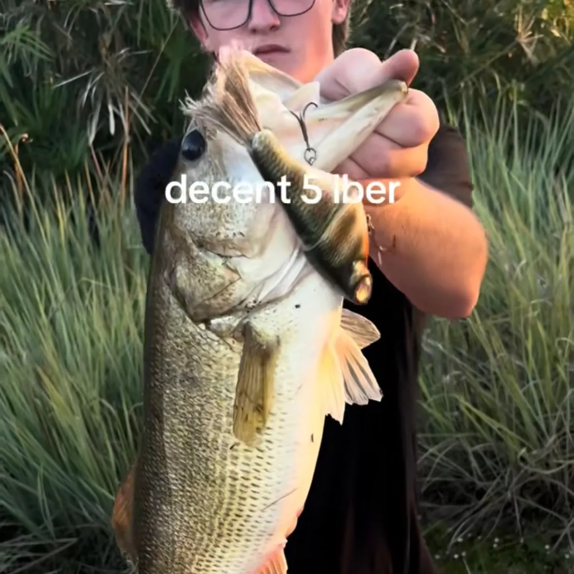 Largemouth bass caught on Fishbrain