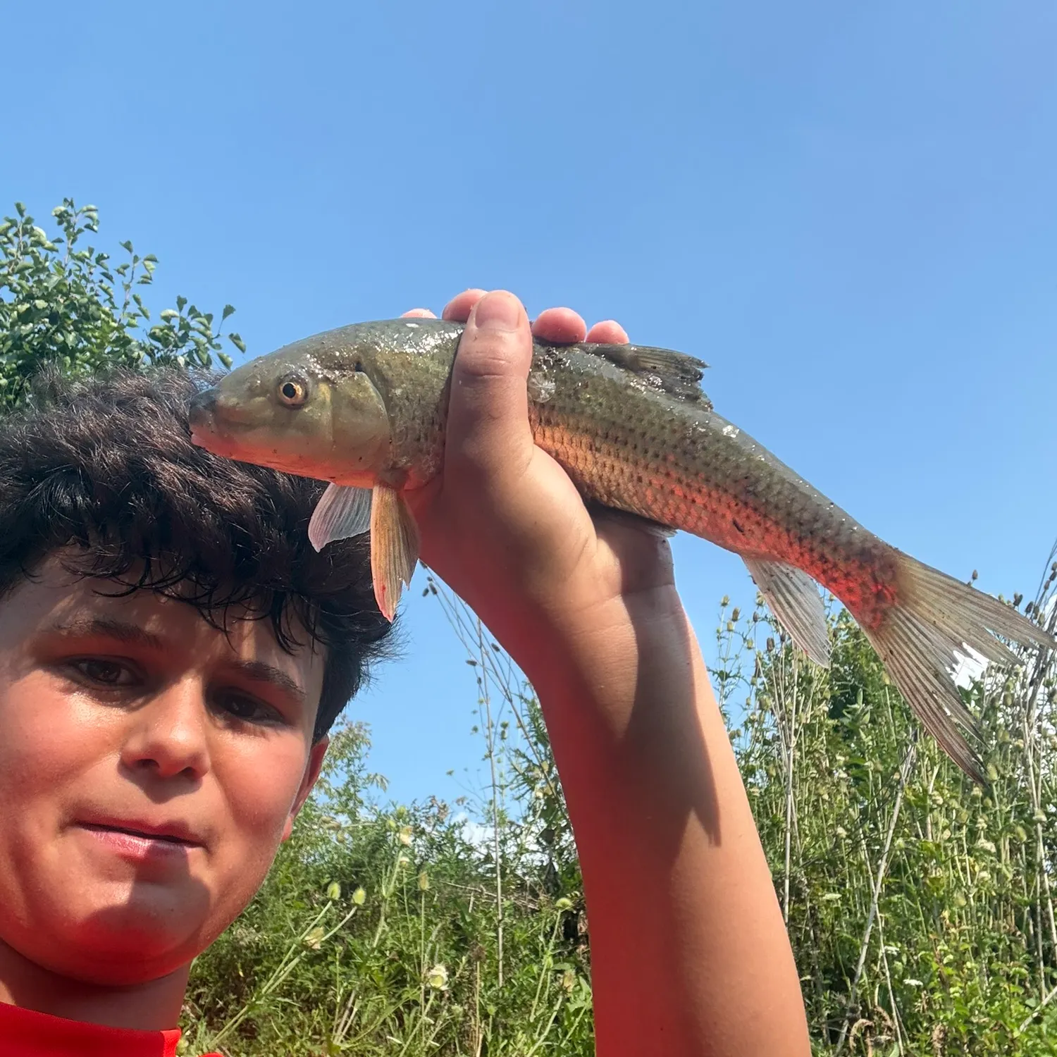The most recent White sucker catches on Fishbrain