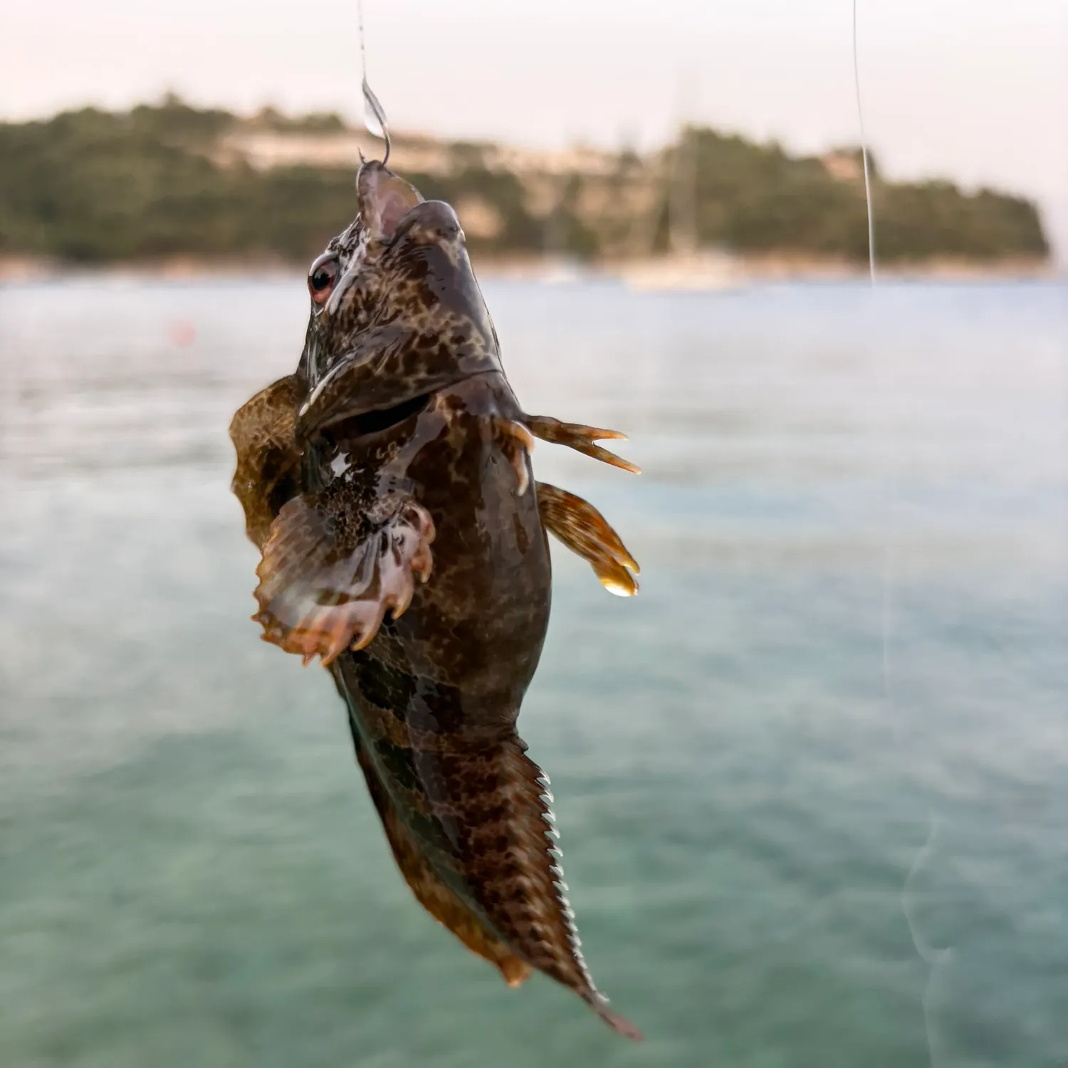 Round goby caught on Fishbrain