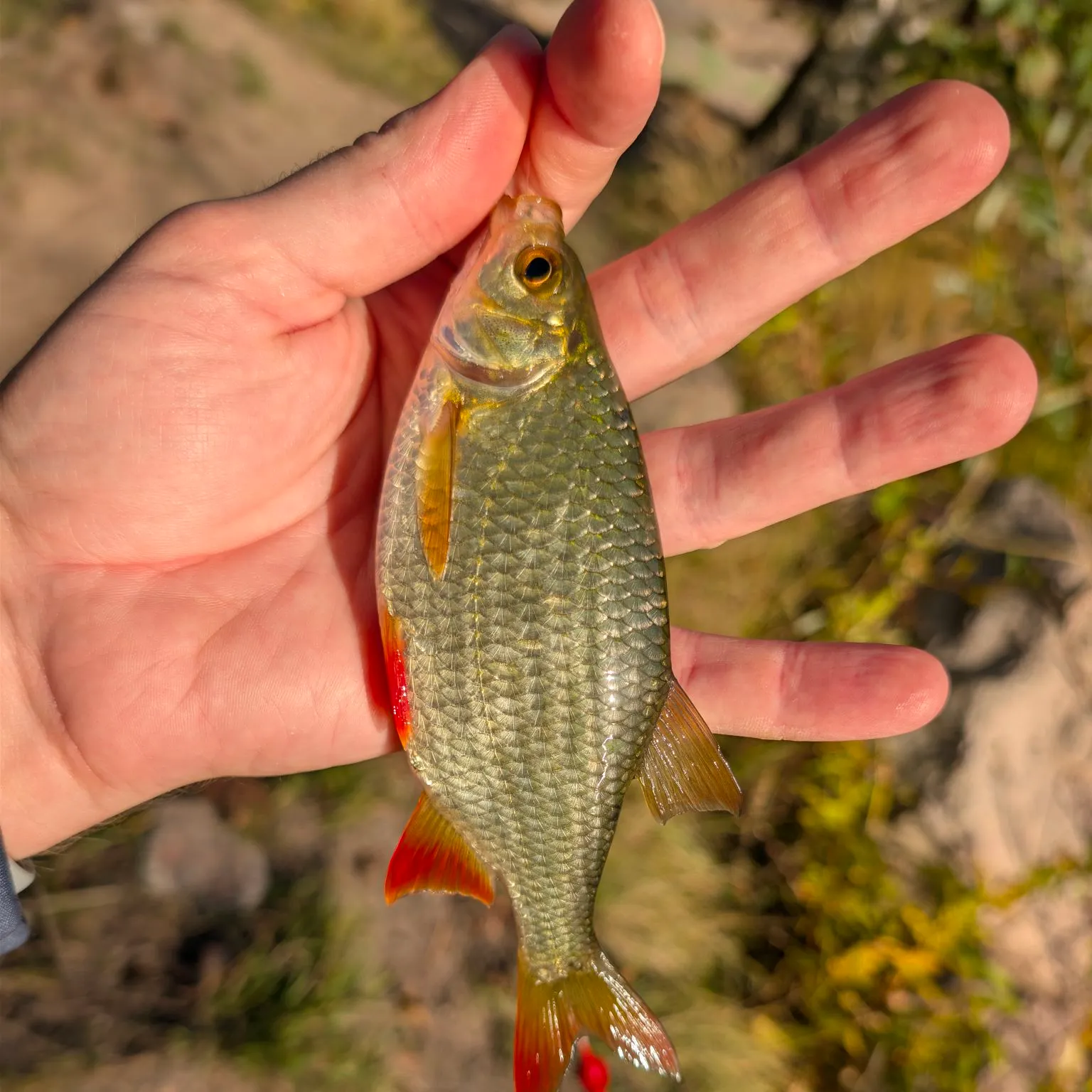 Common rudd caught on Fishbrain