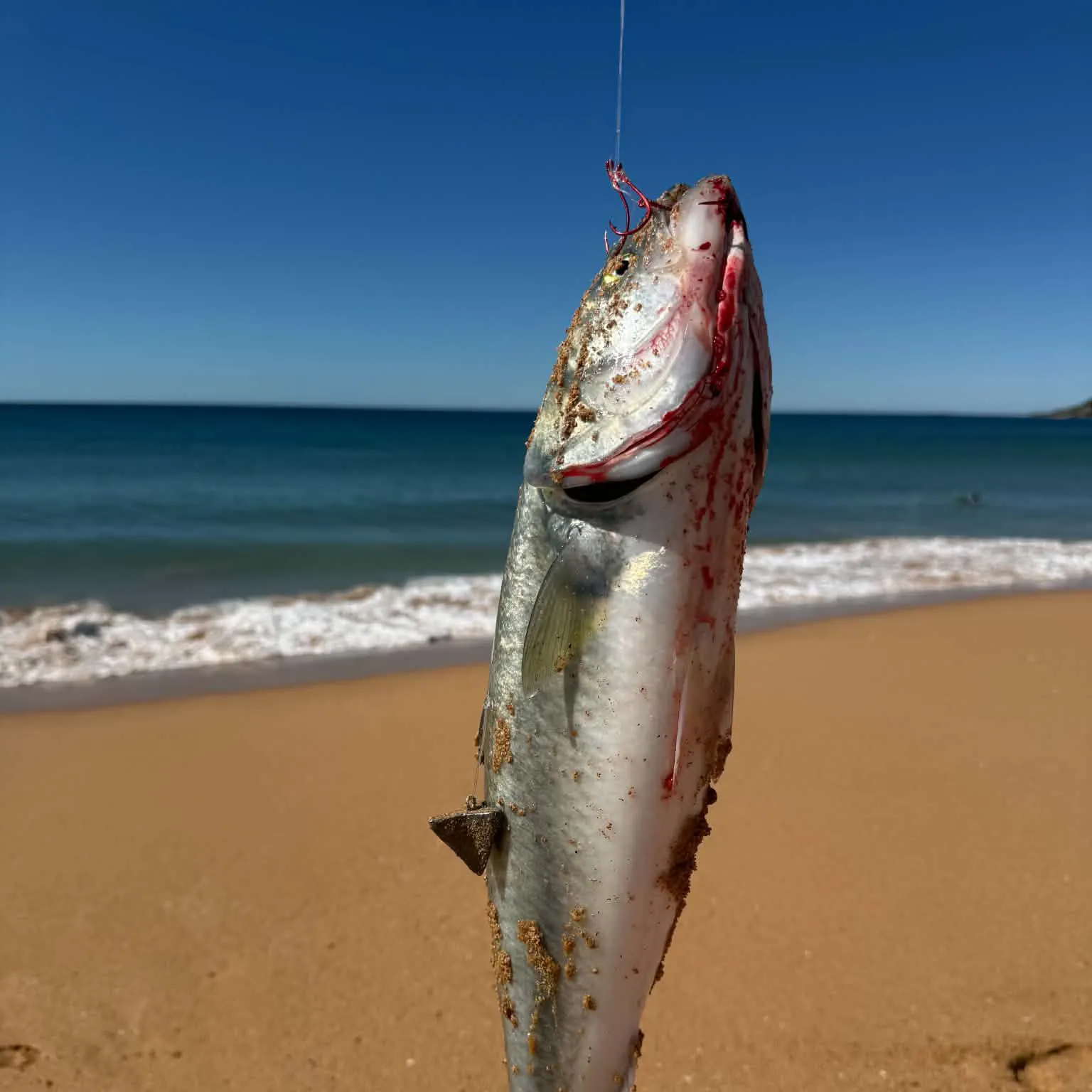 Eastern Australian salmon caught on Fishbrain