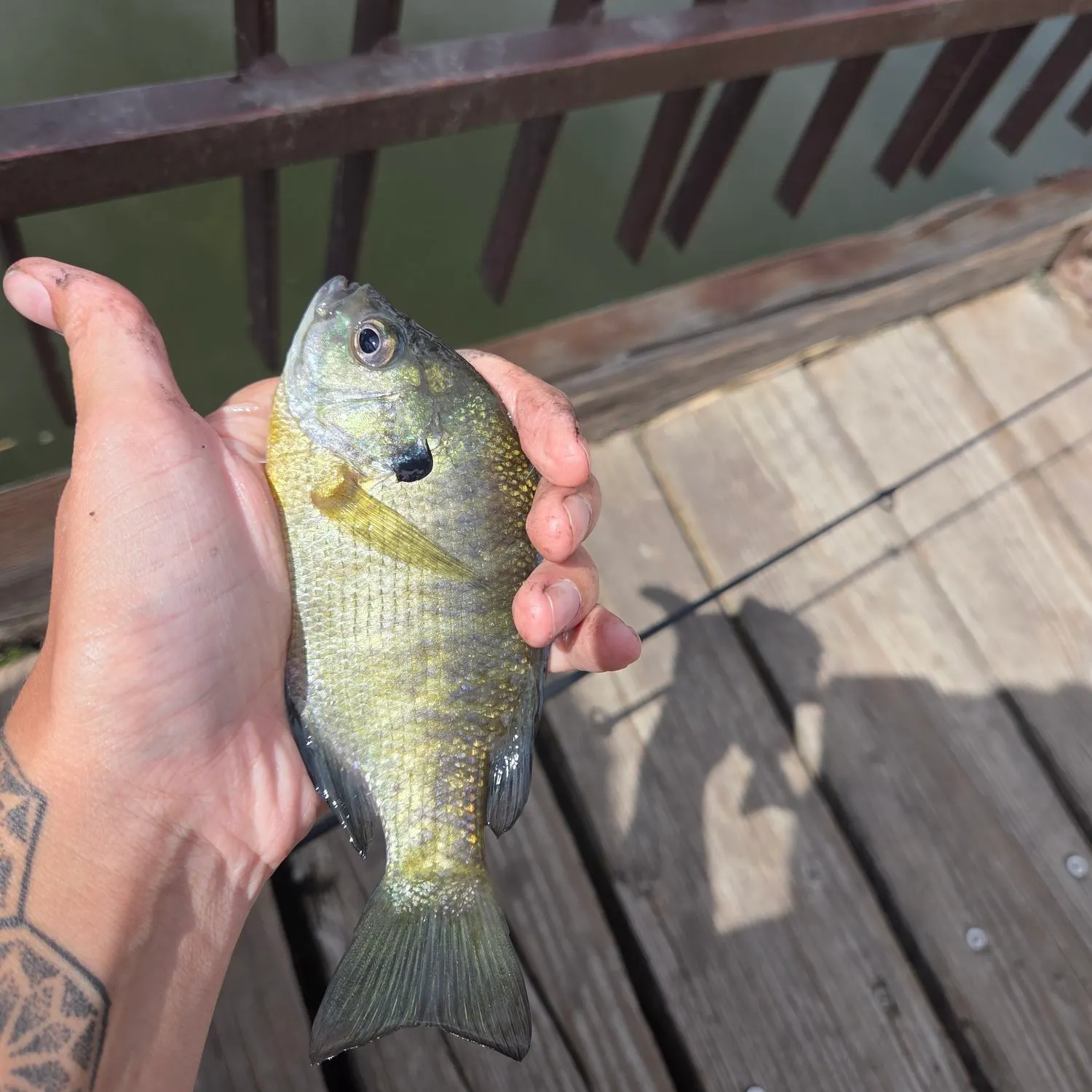 Bluegill caught on Fishbrain